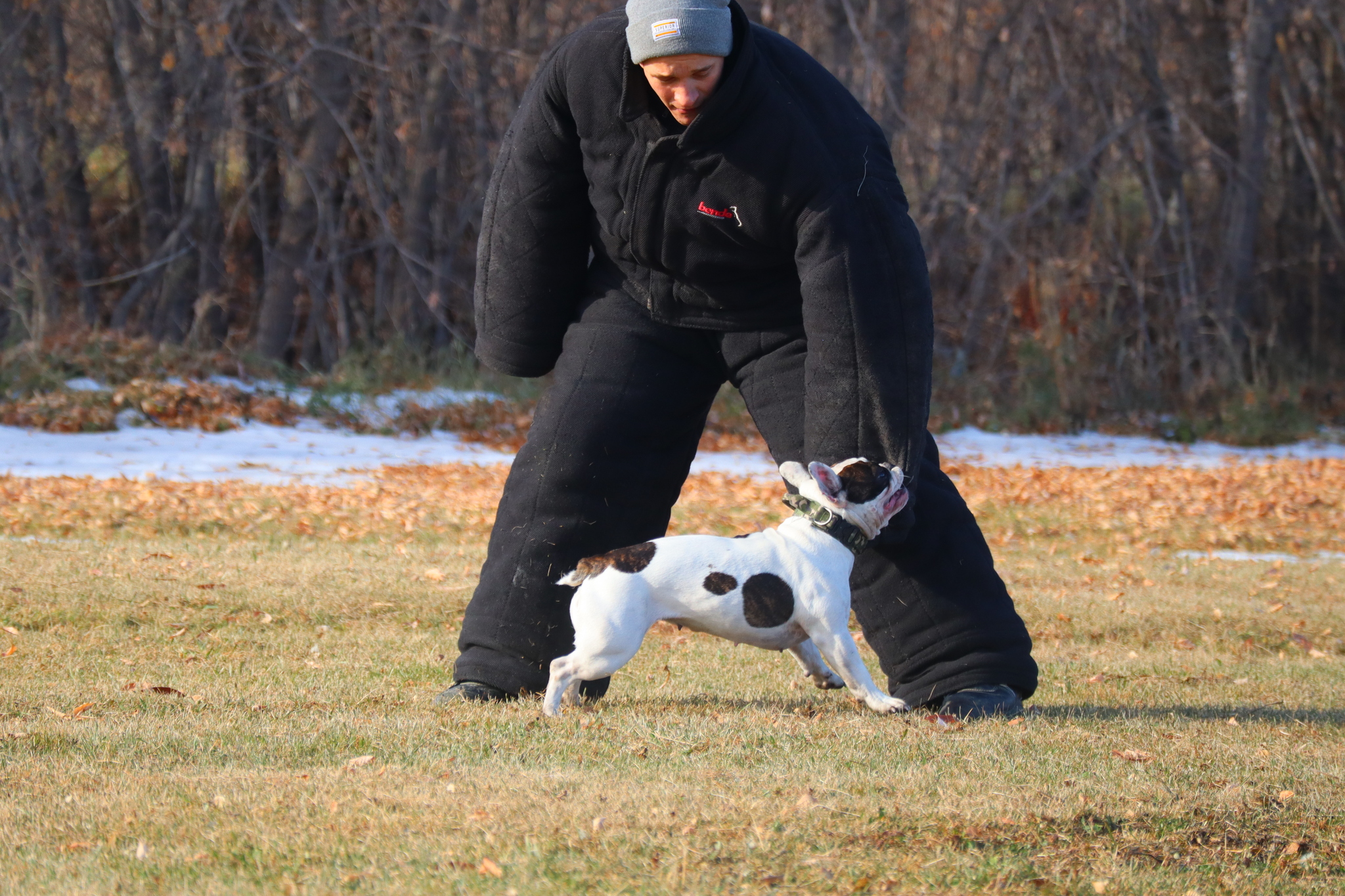 Dog training in Omsk - OCSSSS 19 - 10 - 2024 - Dog, Puppies, Omsk, Training, Dog lovers, Г“Г±Г±Г±, Friend, Care, Longpost