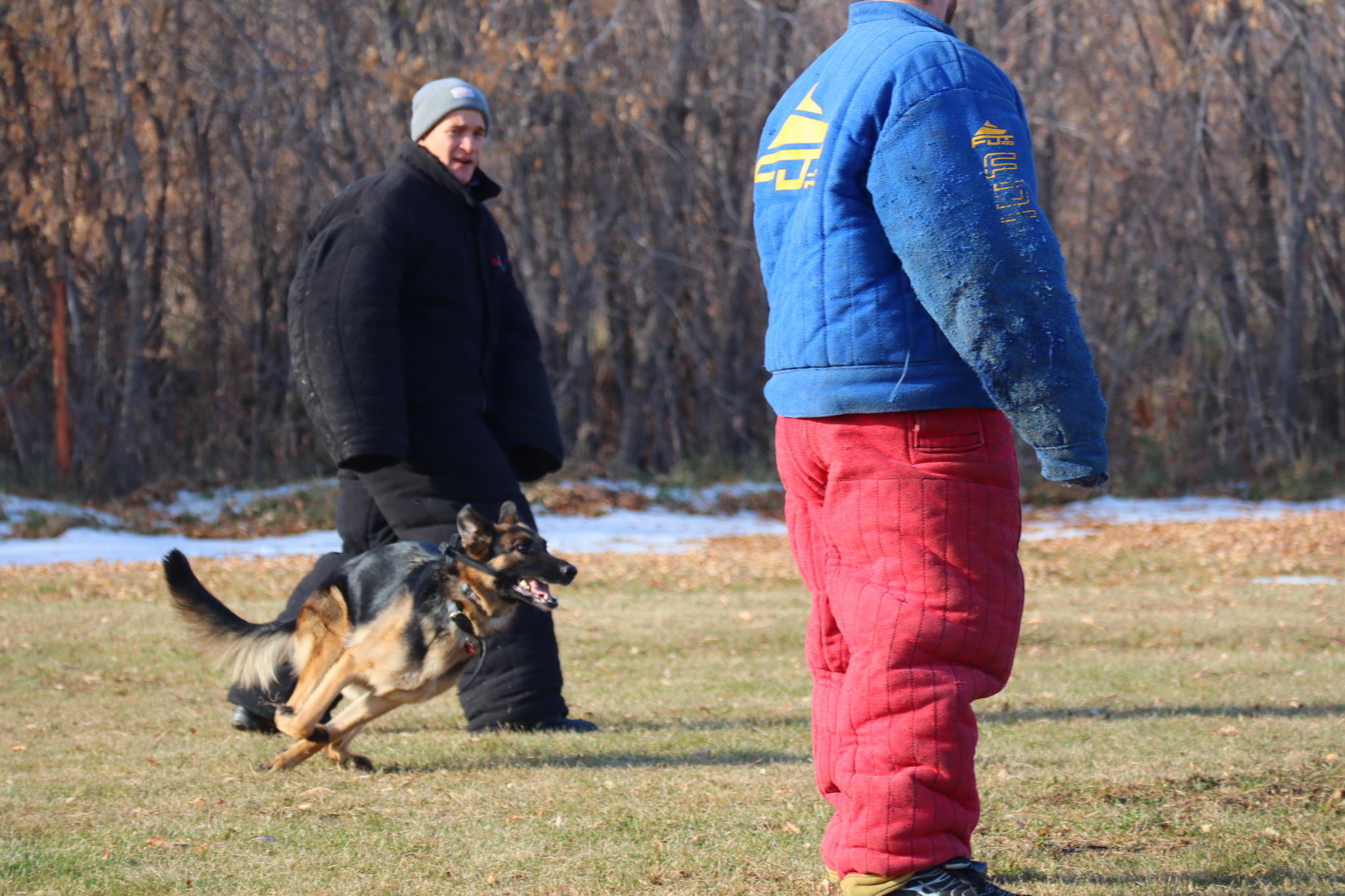 Dog training in Omsk - OCSSSS 19 - 10 - 2024 - Dog, Puppies, Omsk, Training, Dog lovers, Г“Г±Г±Г±, Friend, Care, Longpost