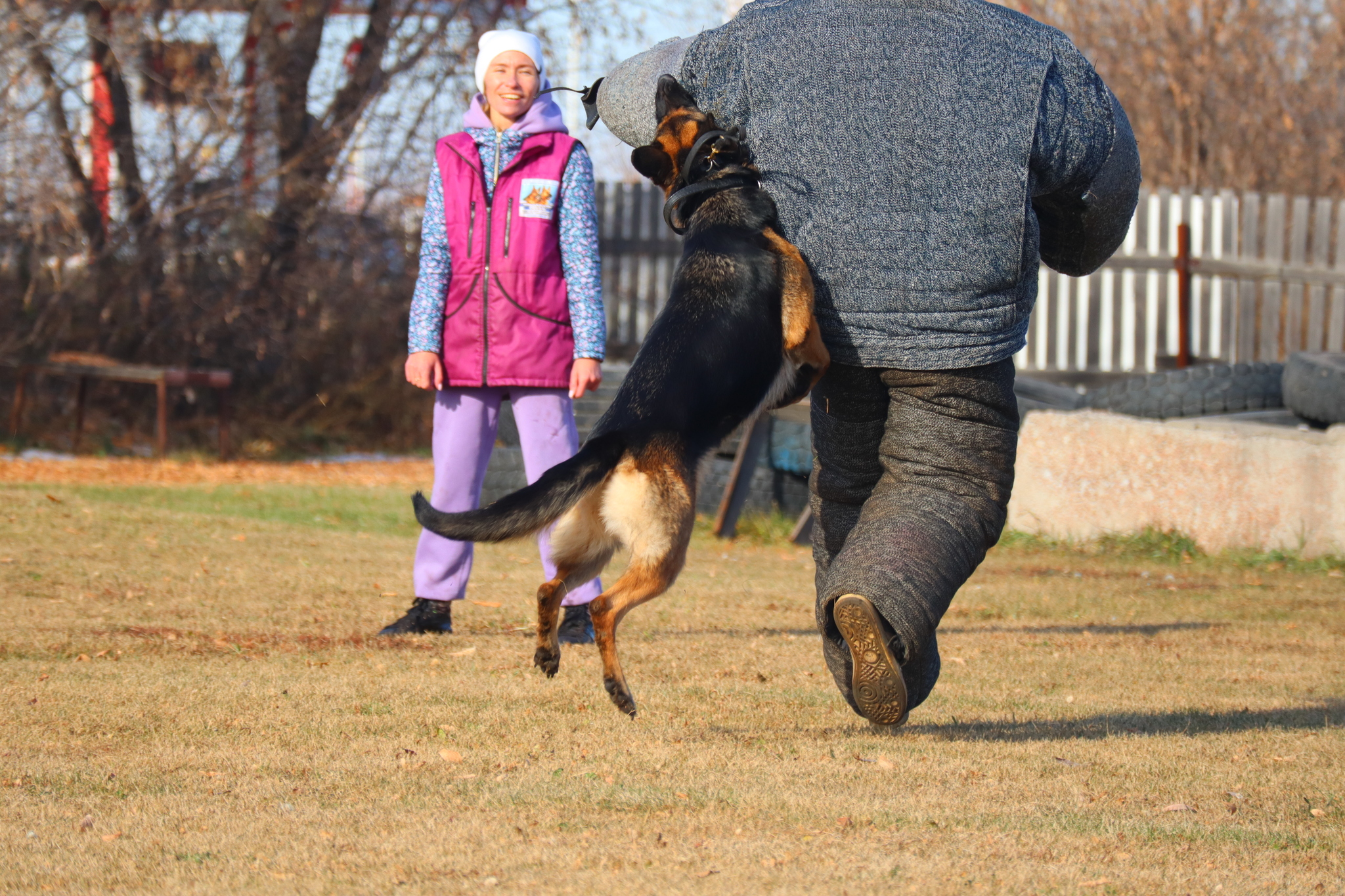 Dog training in Omsk - OCSSSS 19 - 10 - 2024 - Dog, Puppies, Omsk, Training, Dog lovers, Г“Г±Г±Г±, Friend, Care, Longpost