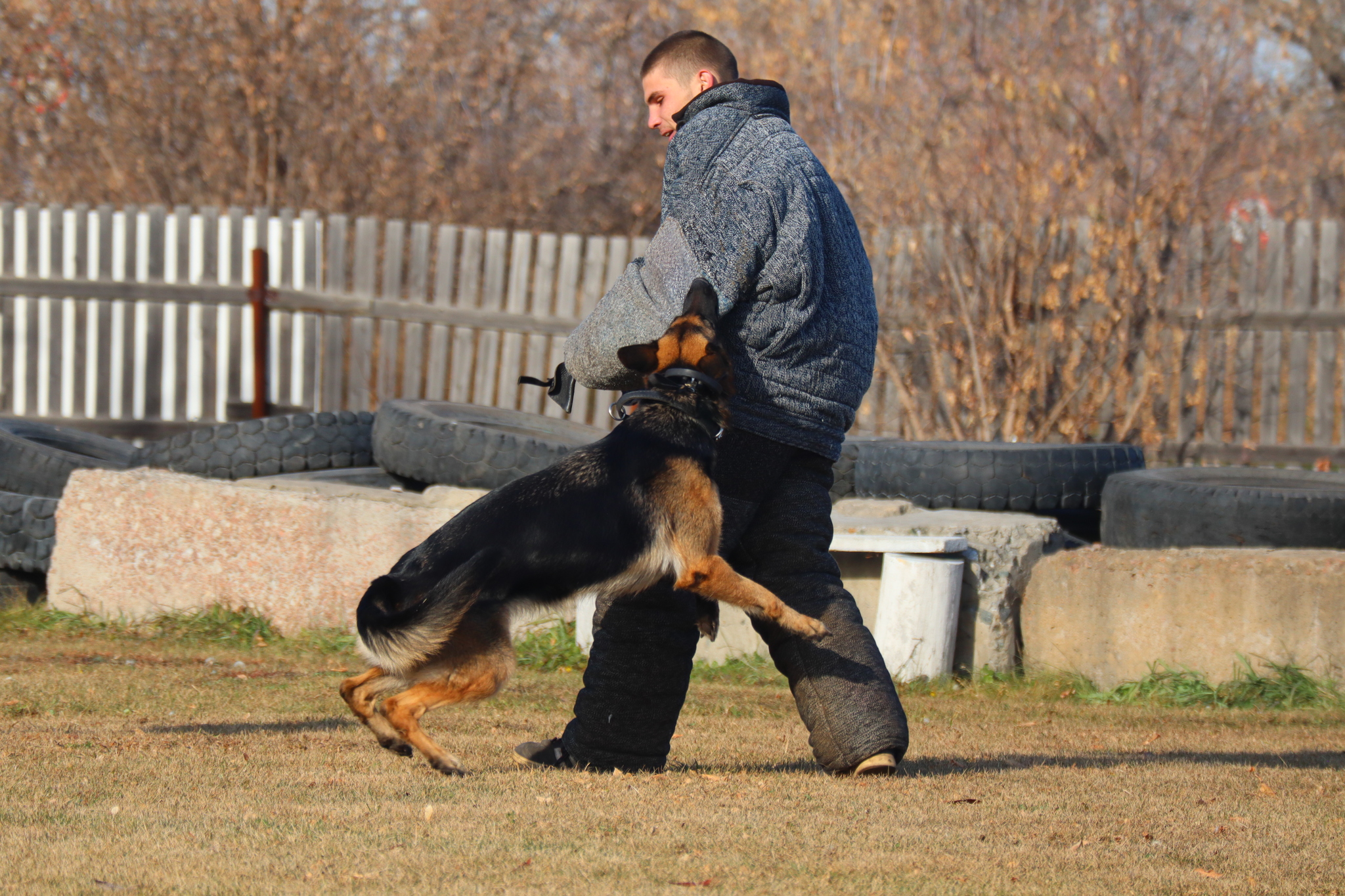 Dog training in Omsk - OCSSSS 19 - 10 - 2024 - Dog, Puppies, Omsk, Training, Dog lovers, Г“Г±Г±Г±, Friend, Care, Longpost