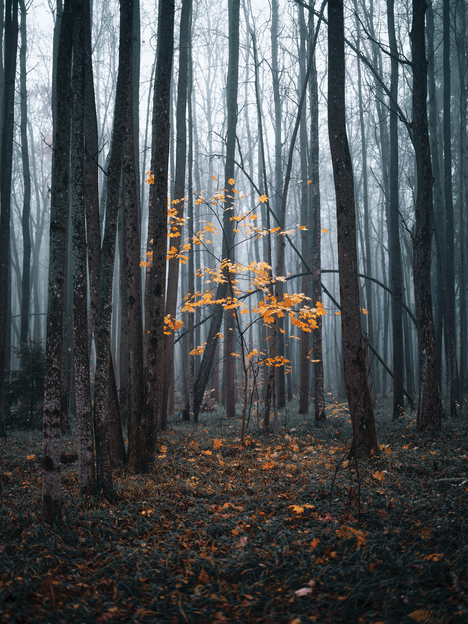 The last colors of autumn - My, The photo, Nature, Forest, Maple, Fog, Longpost