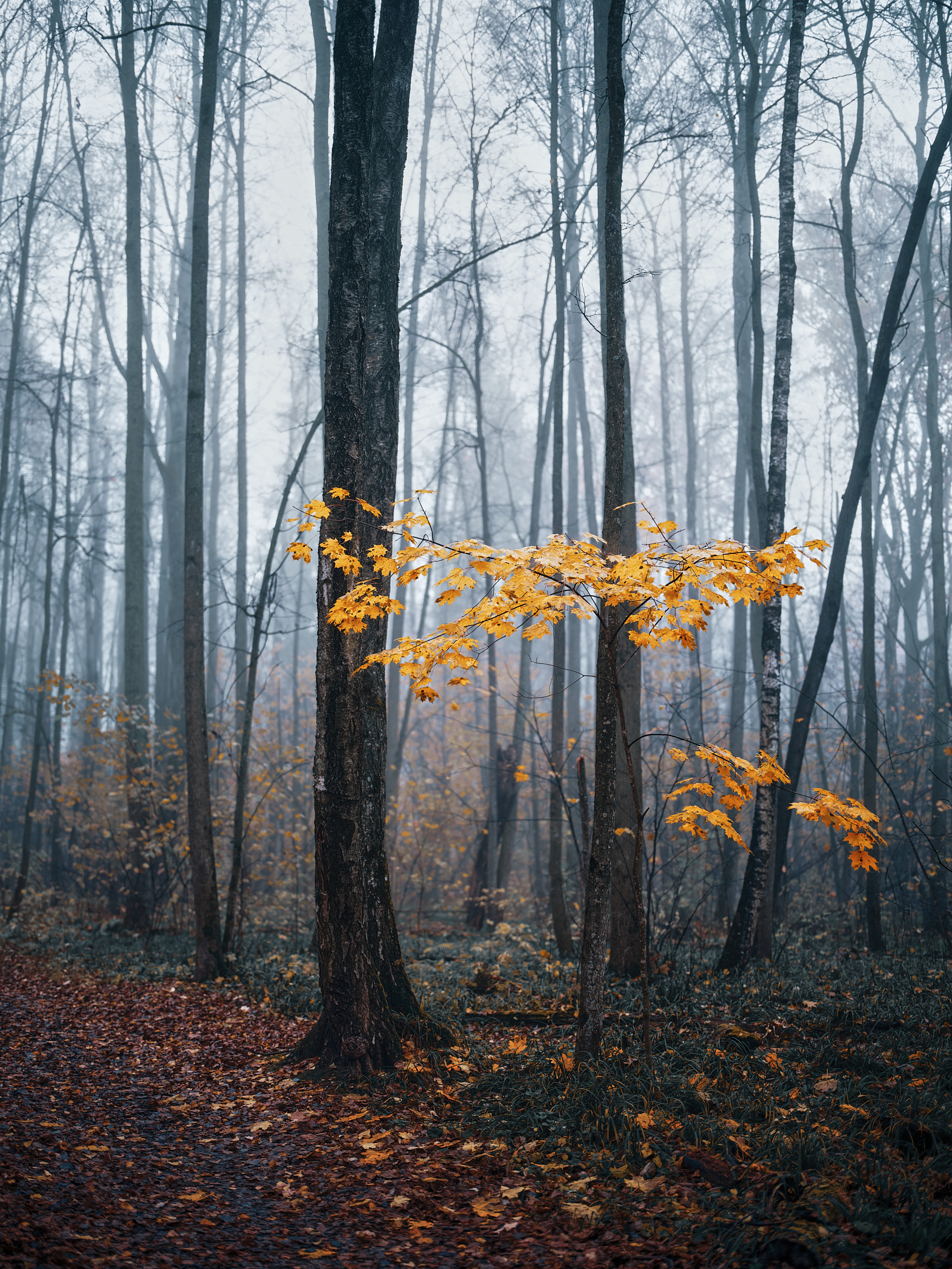 The last colors of autumn - My, The photo, Nature, Forest, Maple, Fog, Longpost