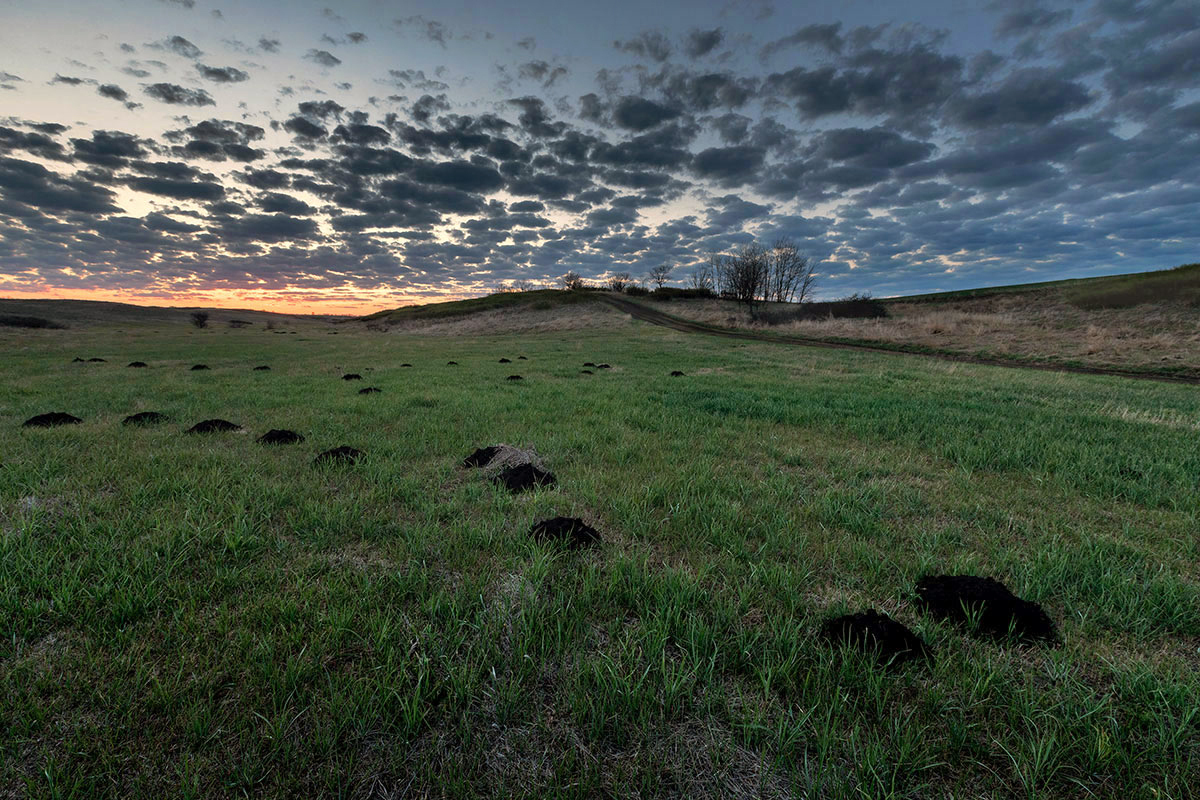 The Wanderings of the Mole - My, Steppe, dawn, Mole, Rostov region, Landscape, The photo