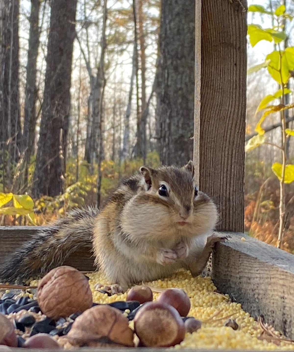 Burundi - Chipmunk, Rodents, Animals, Feeding