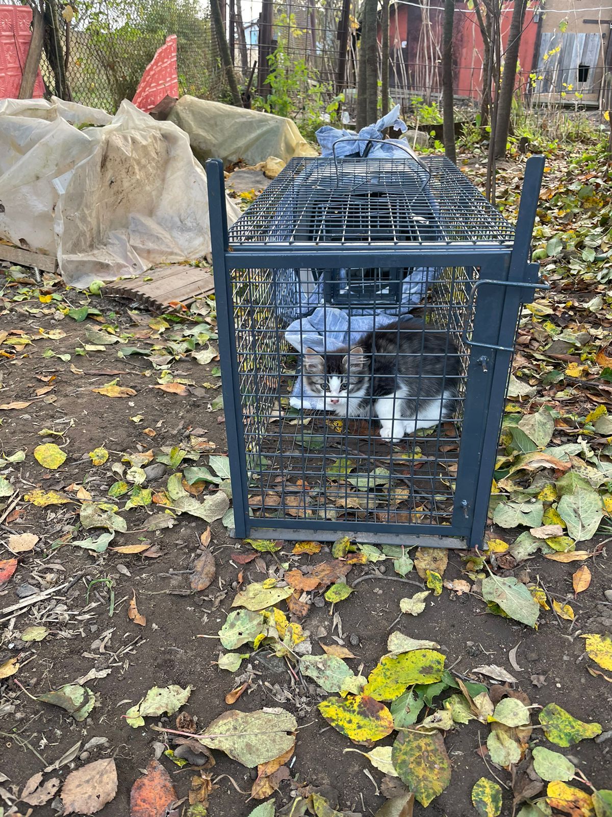 Continuation of the post We were asked for help, two little kittens are dying outside the city. We will catch them on Sunday - Kittens, In good hands, Helping animals, cat, Saint Petersburg, Leningrad region, Reply to post, Longpost