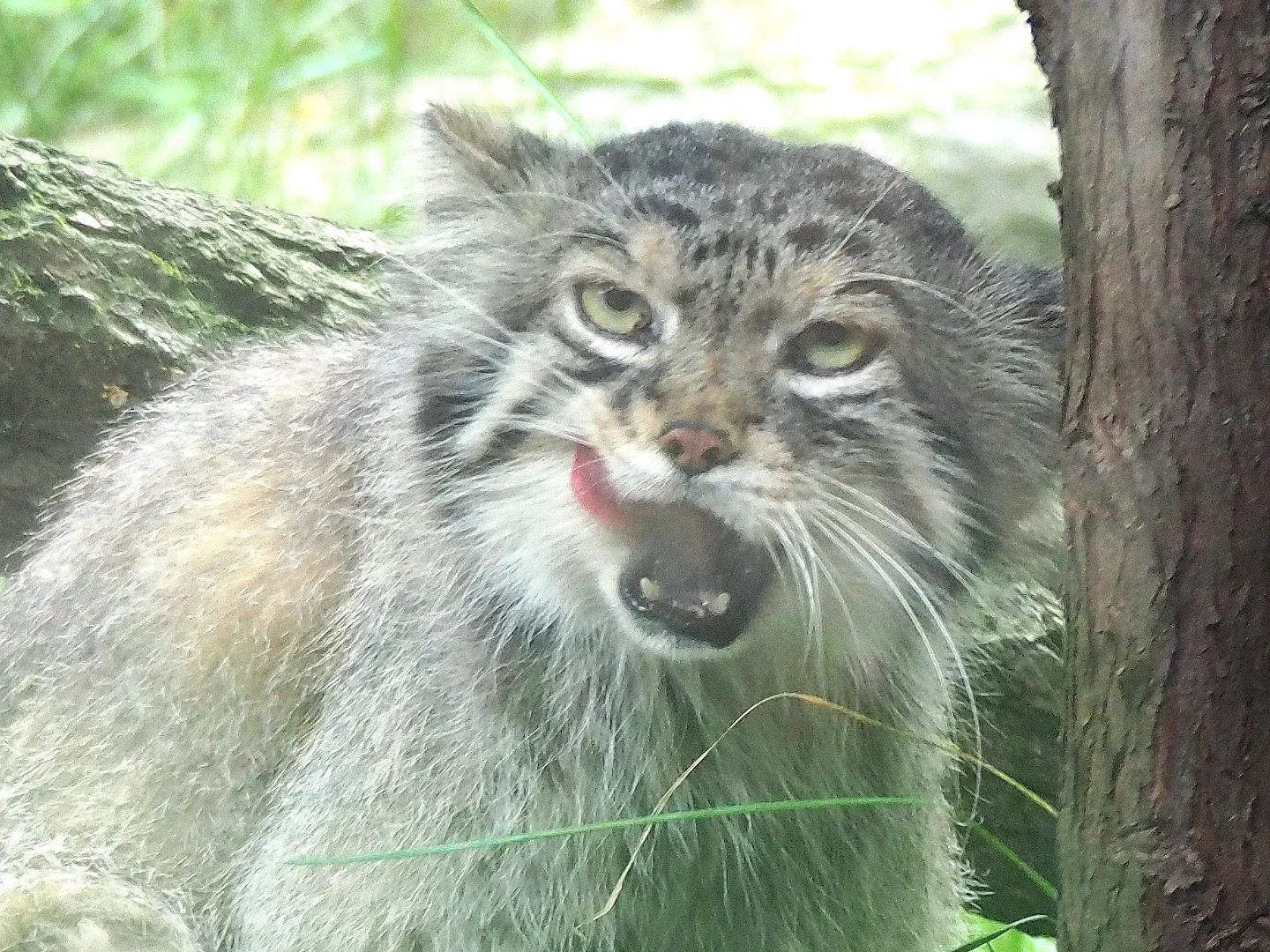 Bring more! I'm not full. - Predatory animals, Cat family, Wild animals, Zoo, Pallas' cat, Small cats, The photo