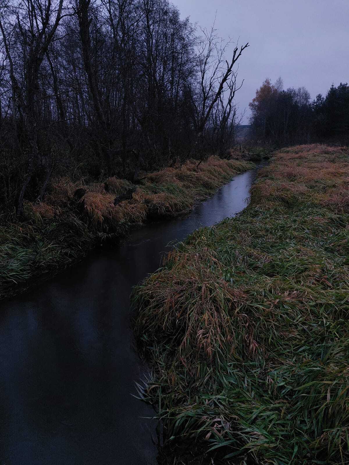 Autumn vibe (I think I wrote it correctly) - My, Dog, Autumn, Alcohol, Field, Salo, Rain, Weather, Longpost, The photo