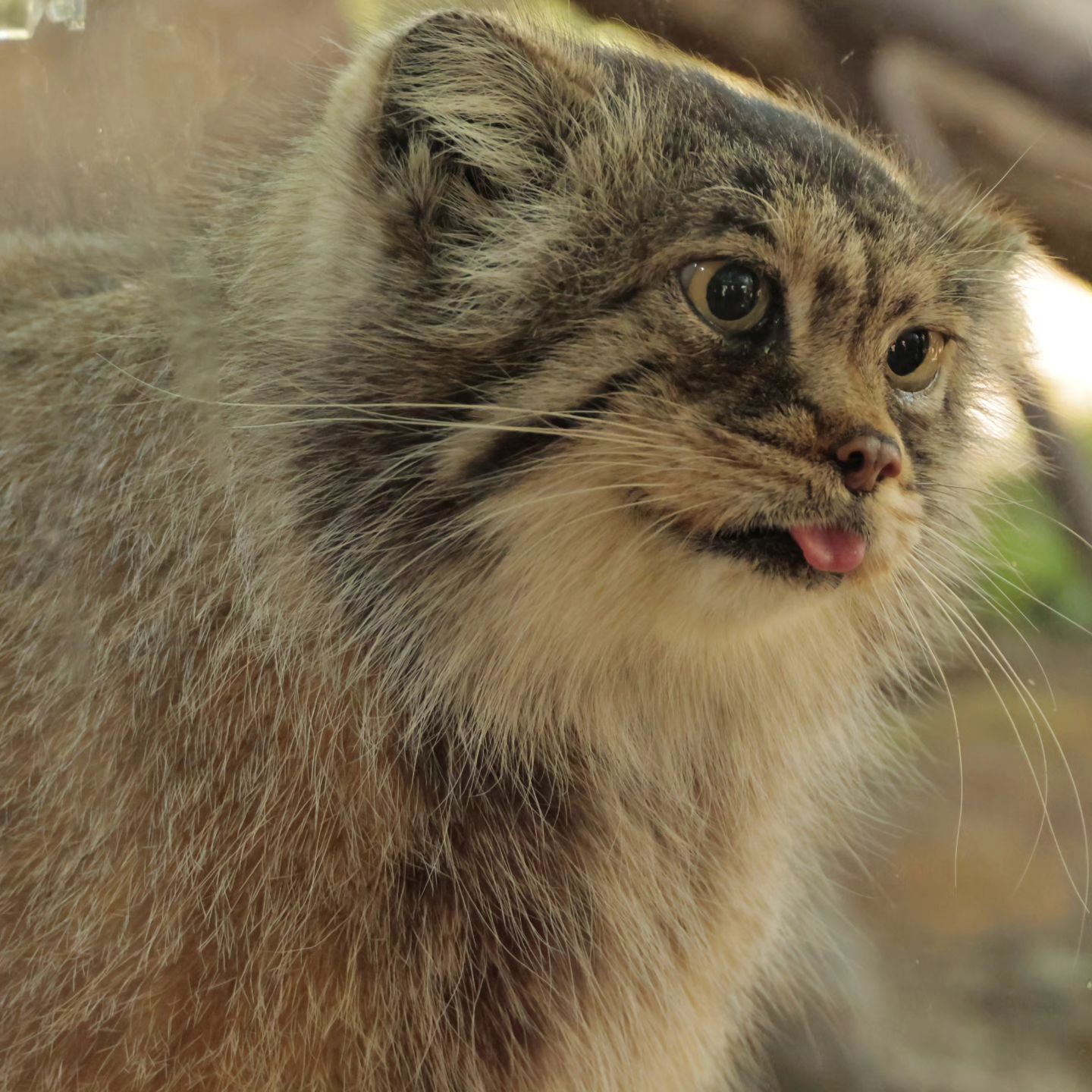 So different, but still together - Predatory animals, Cat family, Wild animals, Zoo, Pallas' cat, Small cats, The photo, Longpost