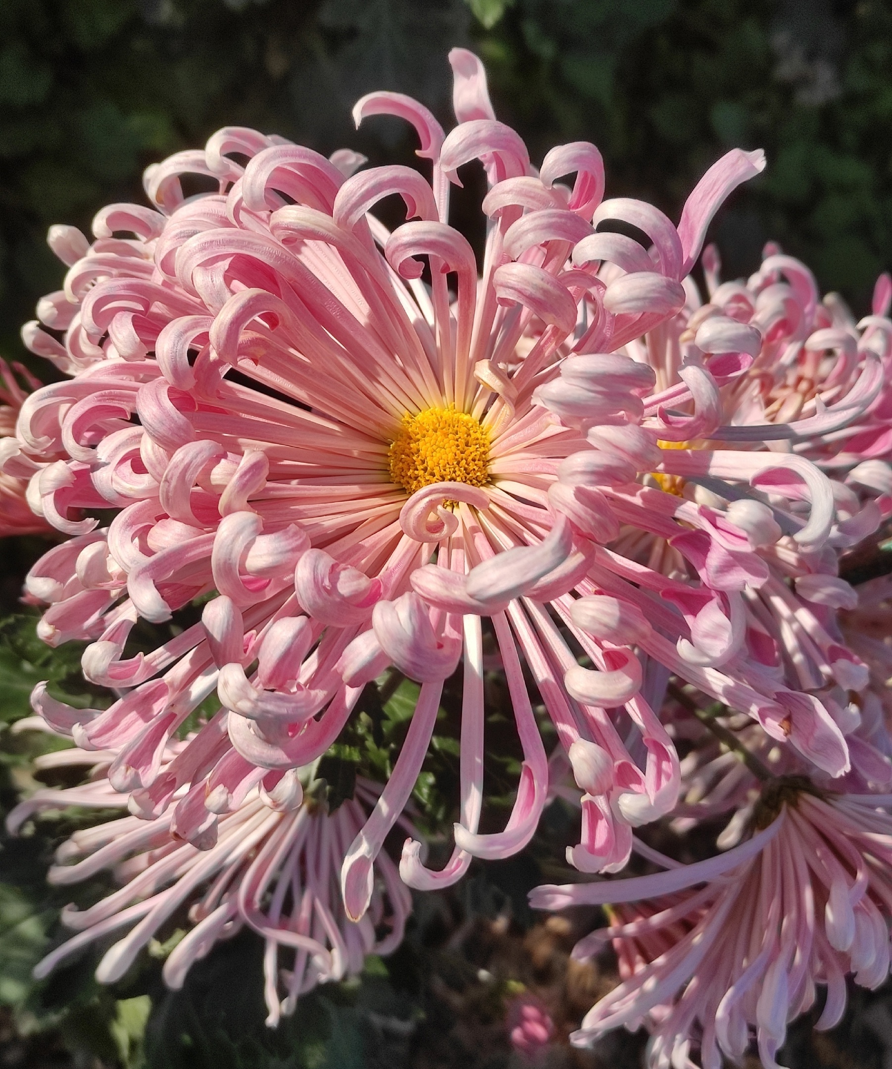 Chrysanthemums - My, Plants, Bloom, Botany, Entertaining botany, Chrysanthemums, Botmuseum, Botanical Museum of the Botanical Institute of the Russian Academy of Sciences, Botanical Museum, Nikitsky Botanical Garden, Longpost