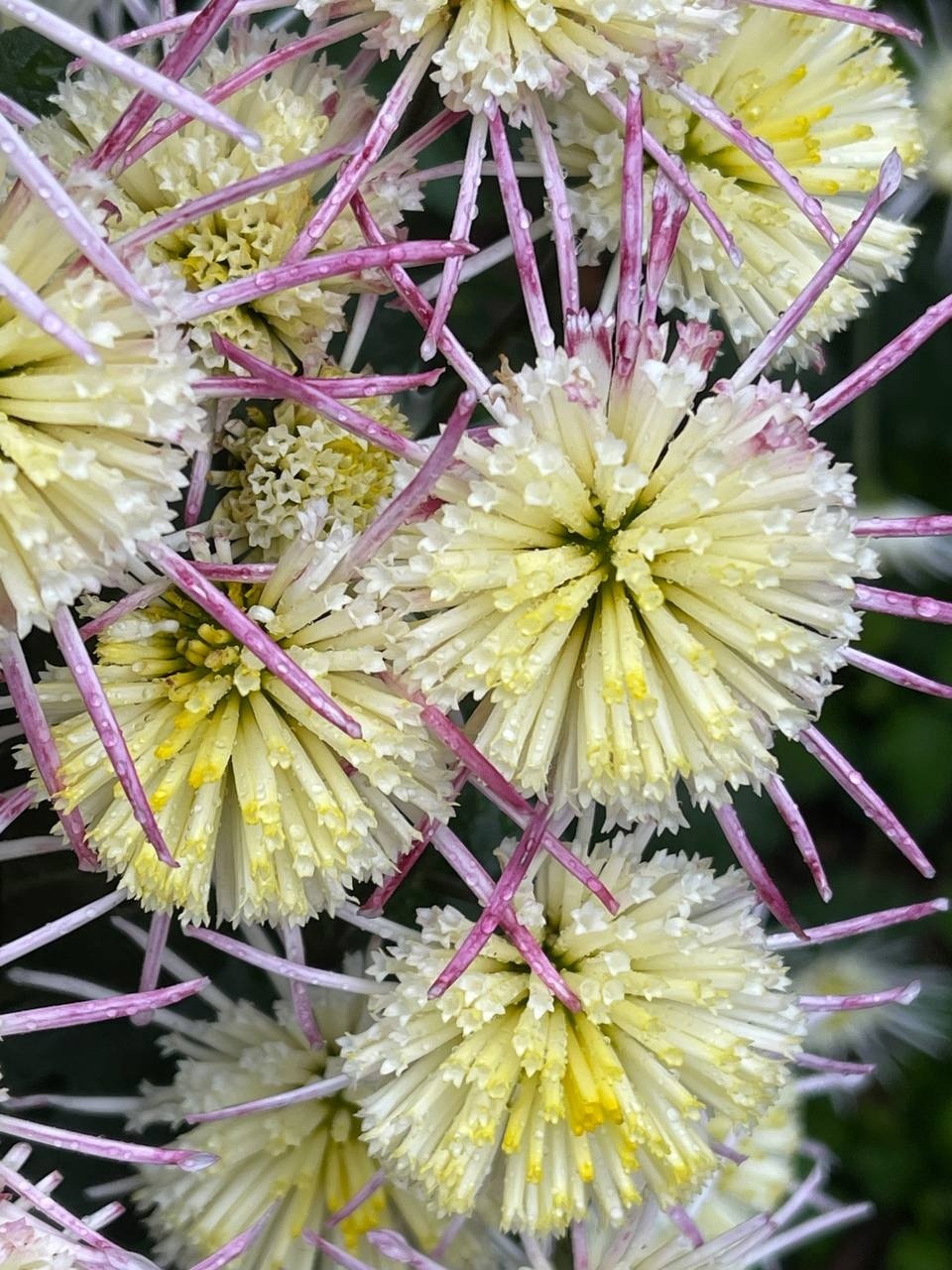 Chrysanthemums - My, Plants, Bloom, Botany, Entertaining botany, Chrysanthemums, Botmuseum, Botanical Museum of the Botanical Institute of the Russian Academy of Sciences, Botanical Museum, Nikitsky Botanical Garden, Longpost