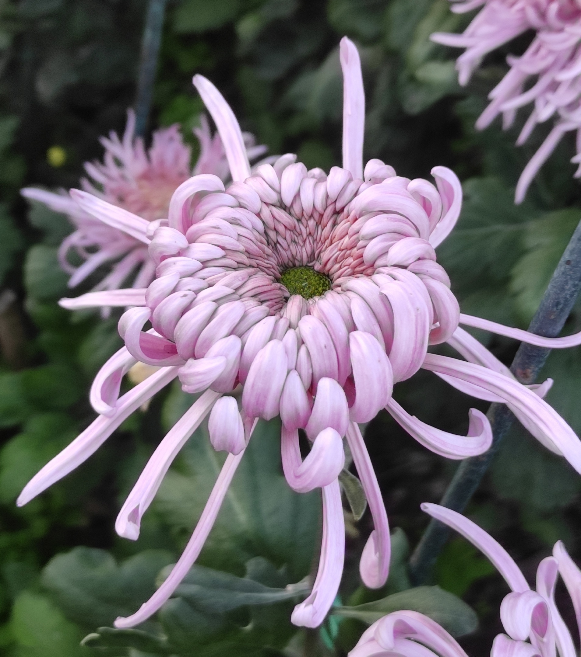 Chrysanthemums - My, Plants, Bloom, Botany, Entertaining botany, Chrysanthemums, Botmuseum, Botanical Museum of the Botanical Institute of the Russian Academy of Sciences, Botanical Museum, Nikitsky Botanical Garden, Longpost