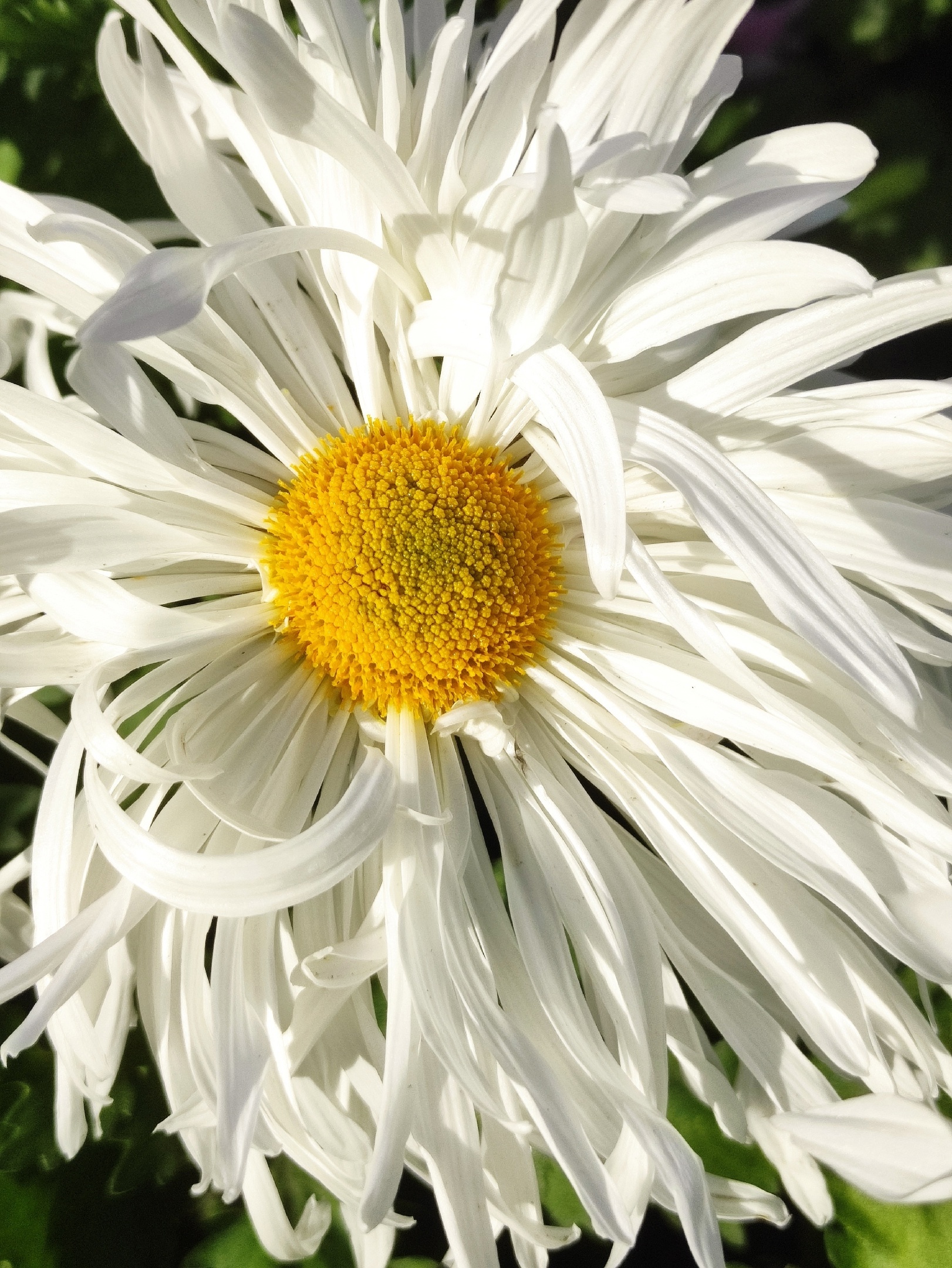 Chrysanthemums - My, Plants, Bloom, Botany, Entertaining botany, Chrysanthemums, Botmuseum, Botanical Museum of the Botanical Institute of the Russian Academy of Sciences, Botanical Museum, Nikitsky Botanical Garden, Longpost