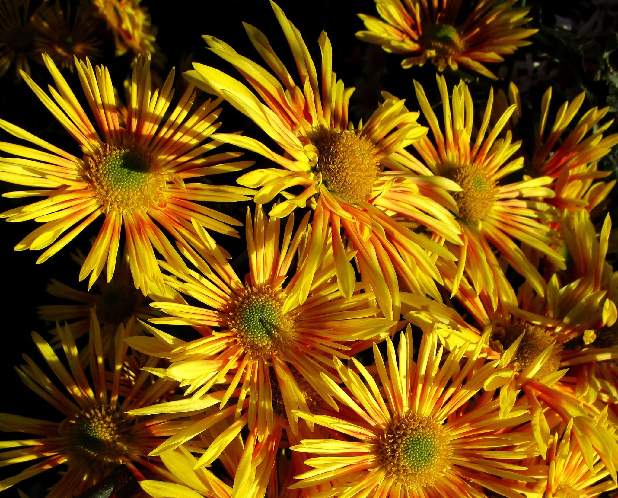 Chrysanthemums - My, Plants, Bloom, Botany, Entertaining botany, Chrysanthemums, Botmuseum, Botanical Museum of the Botanical Institute of the Russian Academy of Sciences, Botanical Museum, Nikitsky Botanical Garden, Longpost