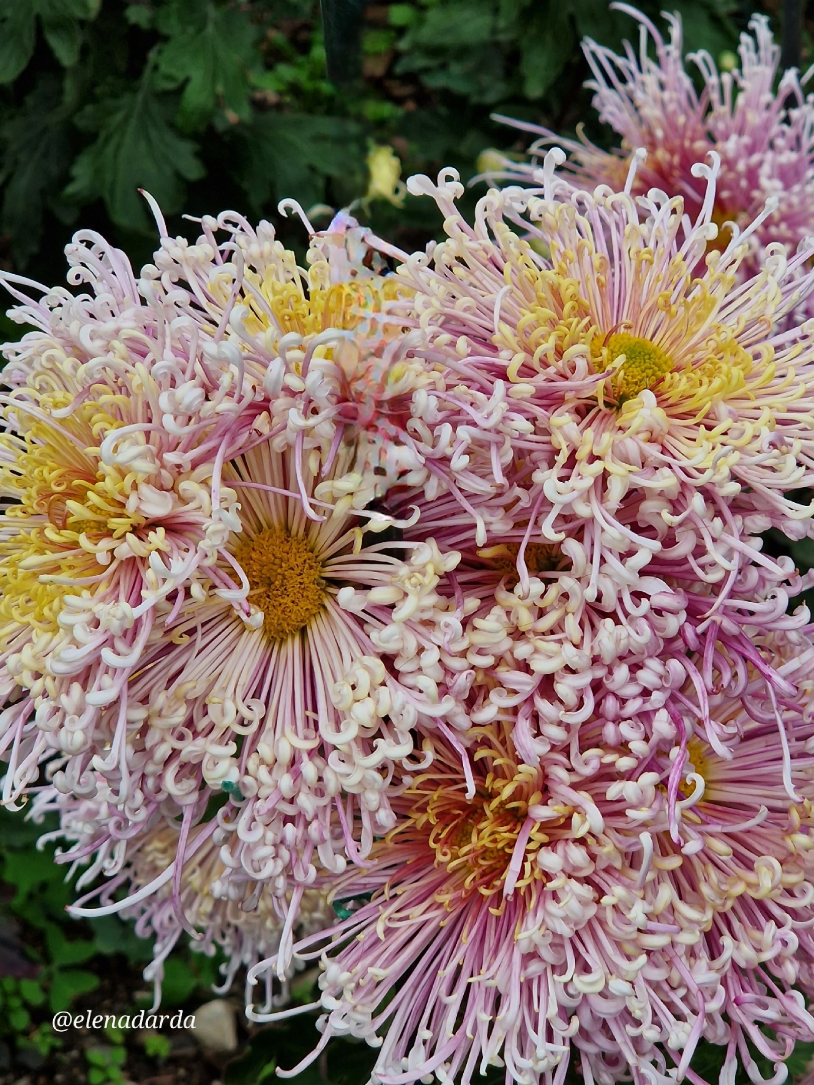 Chrysanthemums - My, Plants, Bloom, Botany, Entertaining botany, Chrysanthemums, Botmuseum, Botanical Museum of the Botanical Institute of the Russian Academy of Sciences, Botanical Museum, Nikitsky Botanical Garden, Longpost