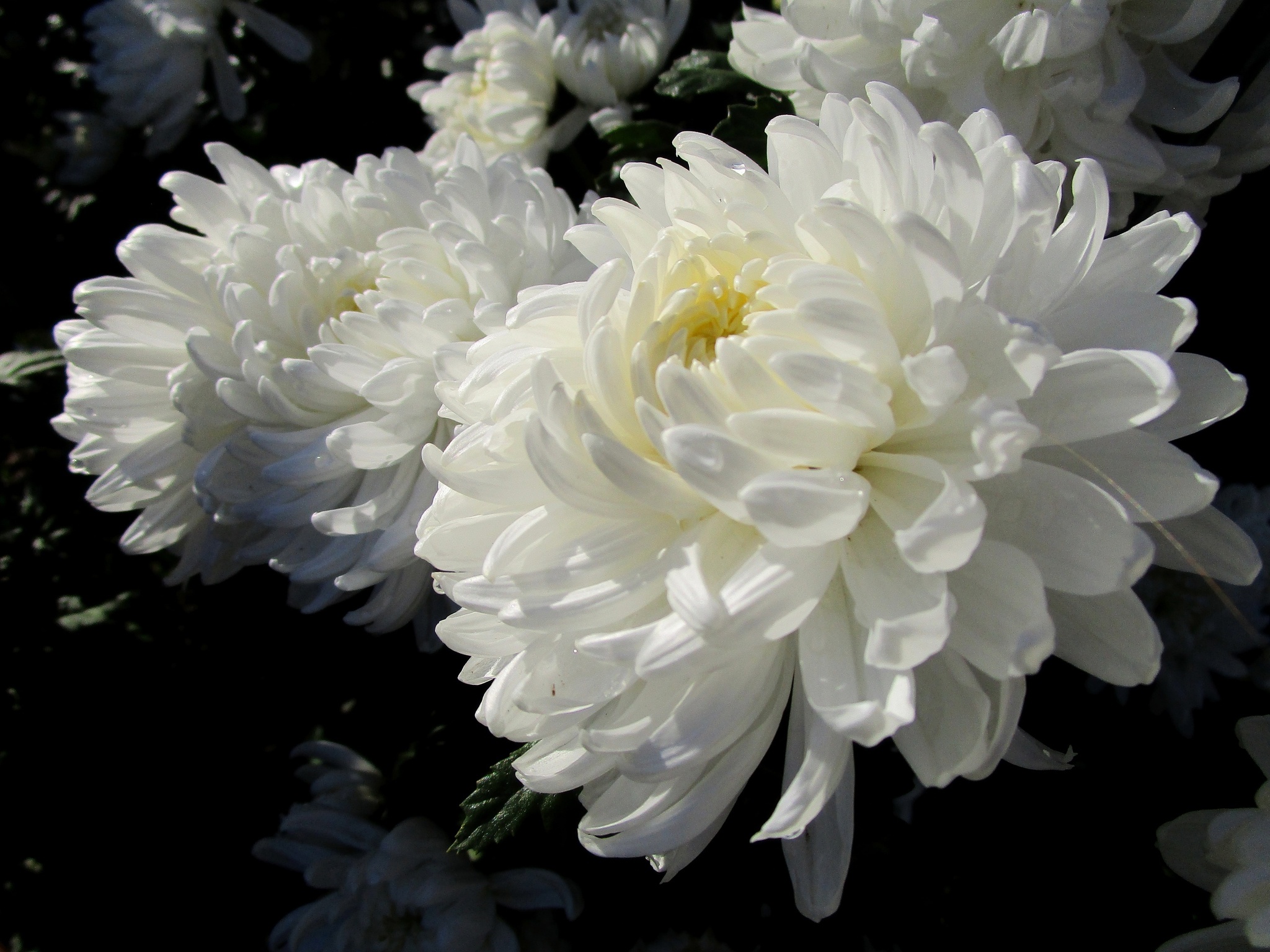 Chrysanthemums - My, Plants, Bloom, Botany, Entertaining botany, Chrysanthemums, Botmuseum, Botanical Museum of the Botanical Institute of the Russian Academy of Sciences, Botanical Museum, Nikitsky Botanical Garden, Longpost