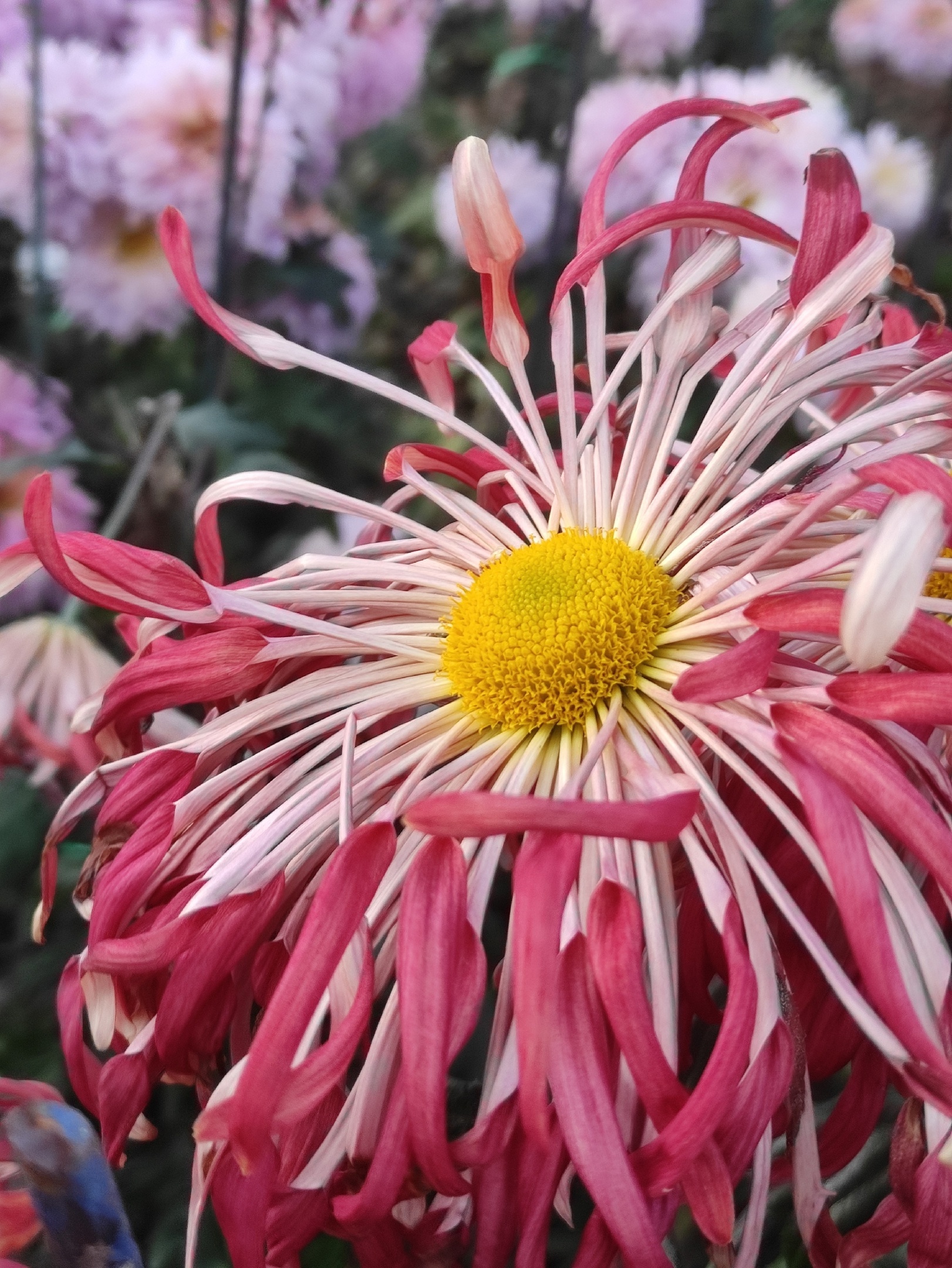 Chrysanthemums - My, Plants, Bloom, Botany, Entertaining botany, Chrysanthemums, Botmuseum, Botanical Museum of the Botanical Institute of the Russian Academy of Sciences, Botanical Museum, Nikitsky Botanical Garden, Longpost