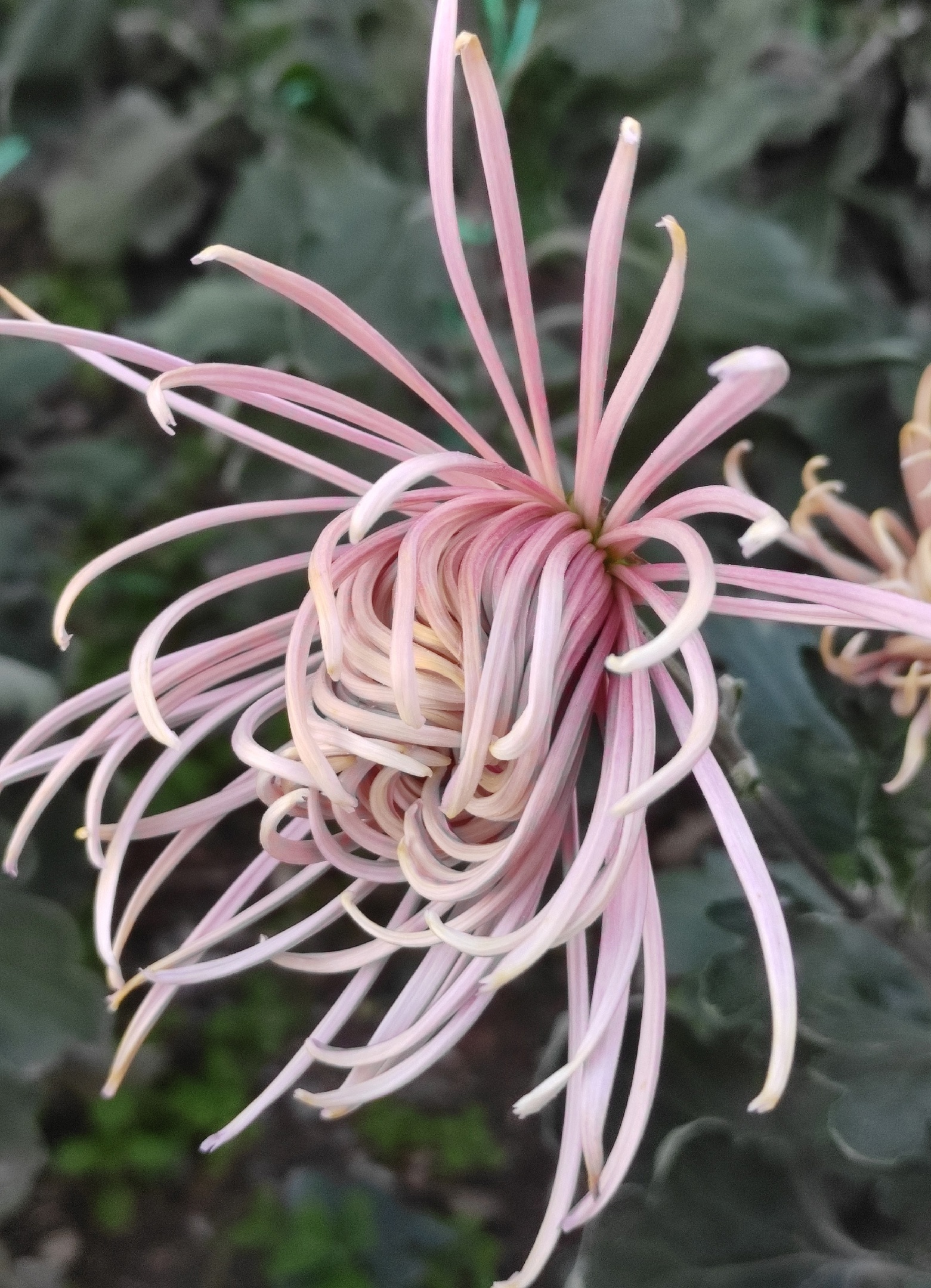 Chrysanthemums - My, Plants, Bloom, Botany, Entertaining botany, Chrysanthemums, Botmuseum, Botanical Museum of the Botanical Institute of the Russian Academy of Sciences, Botanical Museum, Nikitsky Botanical Garden, Longpost