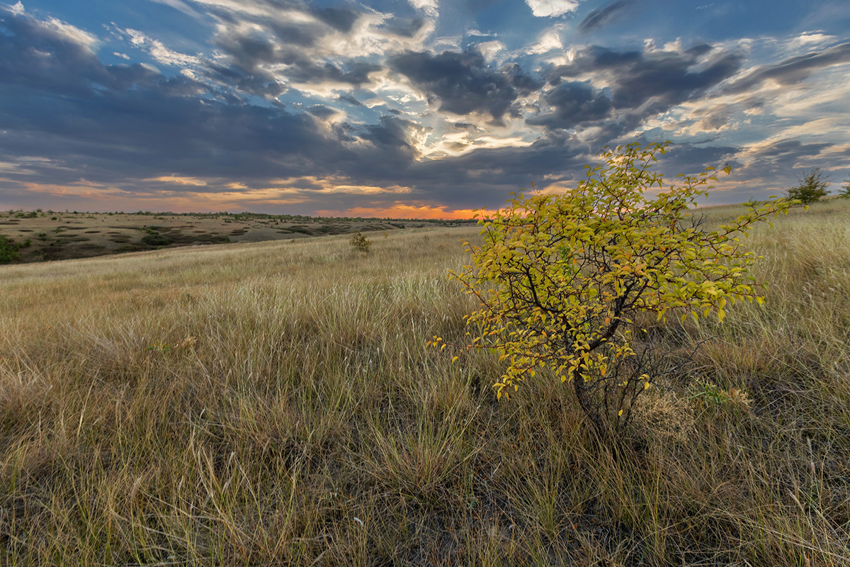 Red steppe - My, Steppe, Landscape, Rostov region, The photo, Nature