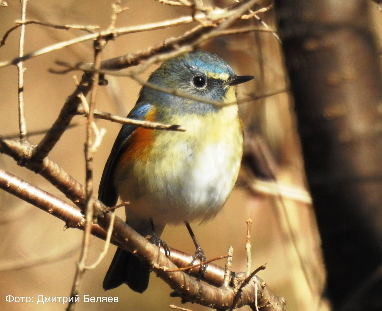 A beautiful bird - a bluetail! - Birds, National park, Land of the Leopard, Primorsky Krai, The photo, wildlife, Wild animals, Telegram (link)