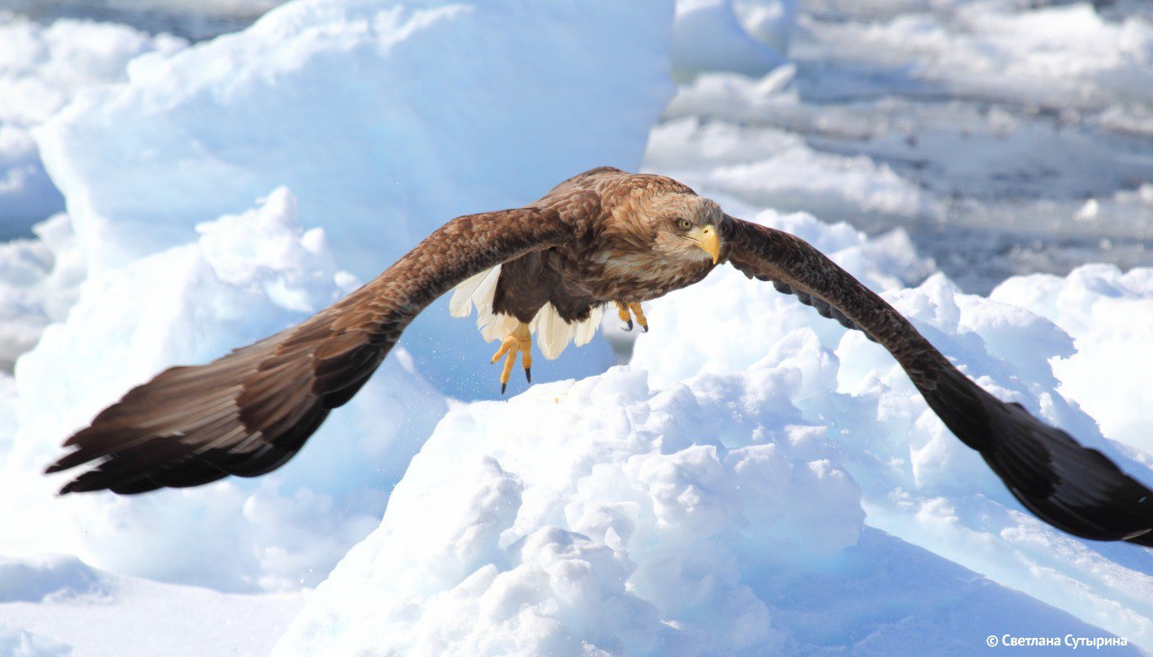 Eagles gain altitude - Erne, Eagle, Predator birds, Sikhote-Alin Reserve, Primorsky Krai, The photo, wildlife, Bird watching, Birds, Telegram (link), Longpost