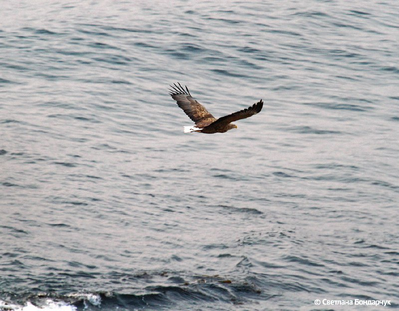 Eagles gain altitude - Erne, Eagle, Predator birds, Sikhote-Alin Reserve, Primorsky Krai, The photo, wildlife, Bird watching, Birds, Telegram (link), Longpost