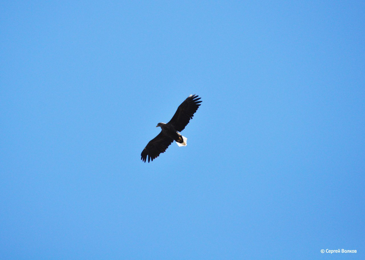 Eagles gain altitude - Erne, Eagle, Predator birds, Sikhote-Alin Reserve, Primorsky Krai, The photo, wildlife, Bird watching, Birds, Telegram (link), Longpost