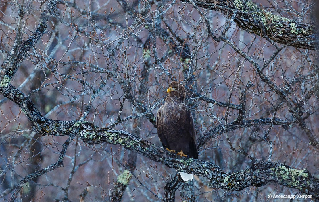 Eagles gain altitude - Erne, Eagle, Predator birds, Sikhote-Alin Reserve, Primorsky Krai, The photo, wildlife, Bird watching, Birds, Telegram (link), Longpost