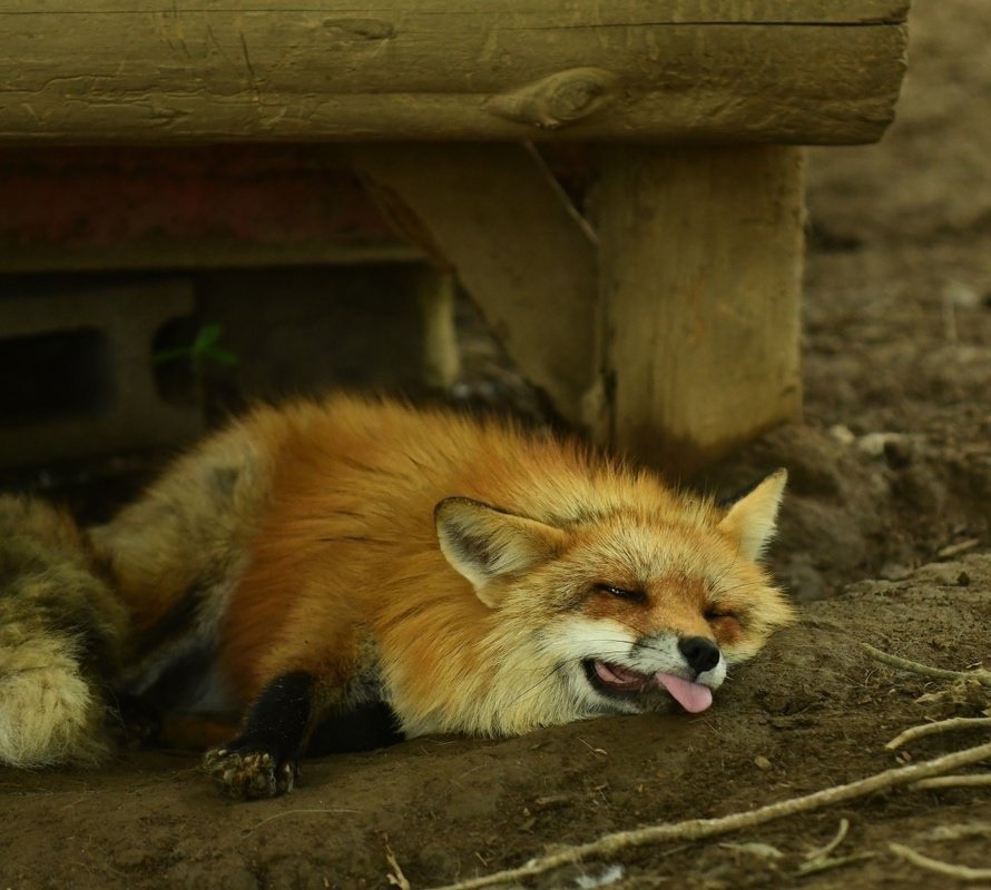 Monday morning - The photo, Fox, Animals, Language, In the animal world