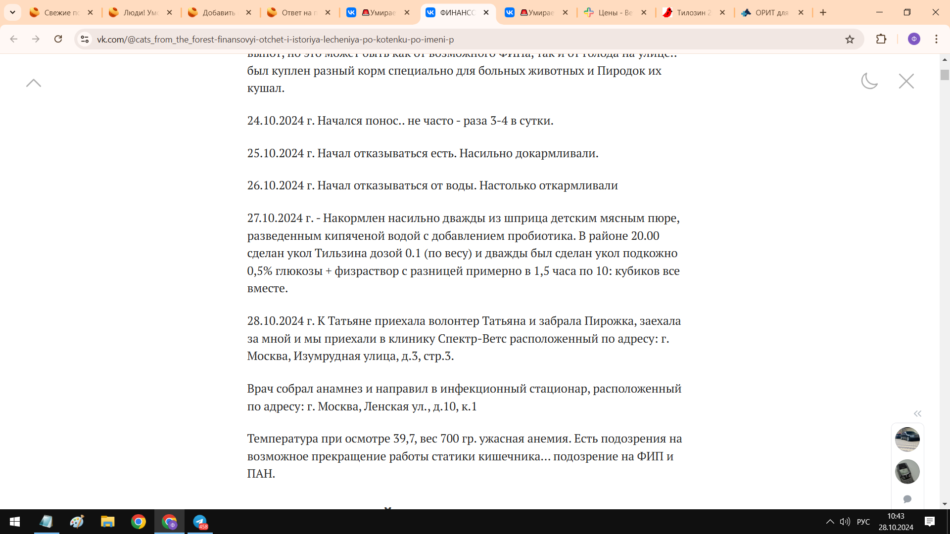 Сбор на лечение котенка - 20 000 руб.  в сутки: откуда цифра, покажите расчет. Что я получил в ответ - Моё, Общество, Негатив, Кот, Волонтерство, Благотворительность, Передержка, Лига Добра, Приют, Бездомные животные, Длиннопост