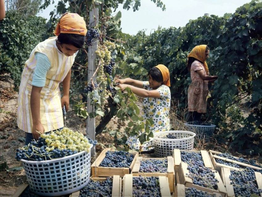 Grape harvest. Azerbaijan SSR, 1972 - Grape, Collection, Azerbaijan, the USSR, Made in USSR, Retro, 70th, Telegram (link), The photo