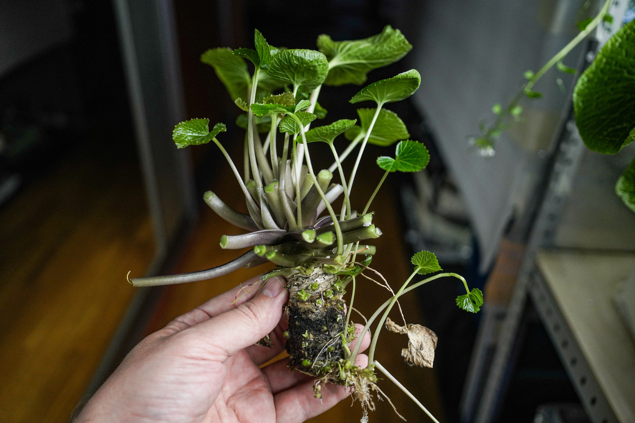 How to Grow Real Wasabi - My, Wasabi, With your own hands, Plants, Gardening, Houseplants