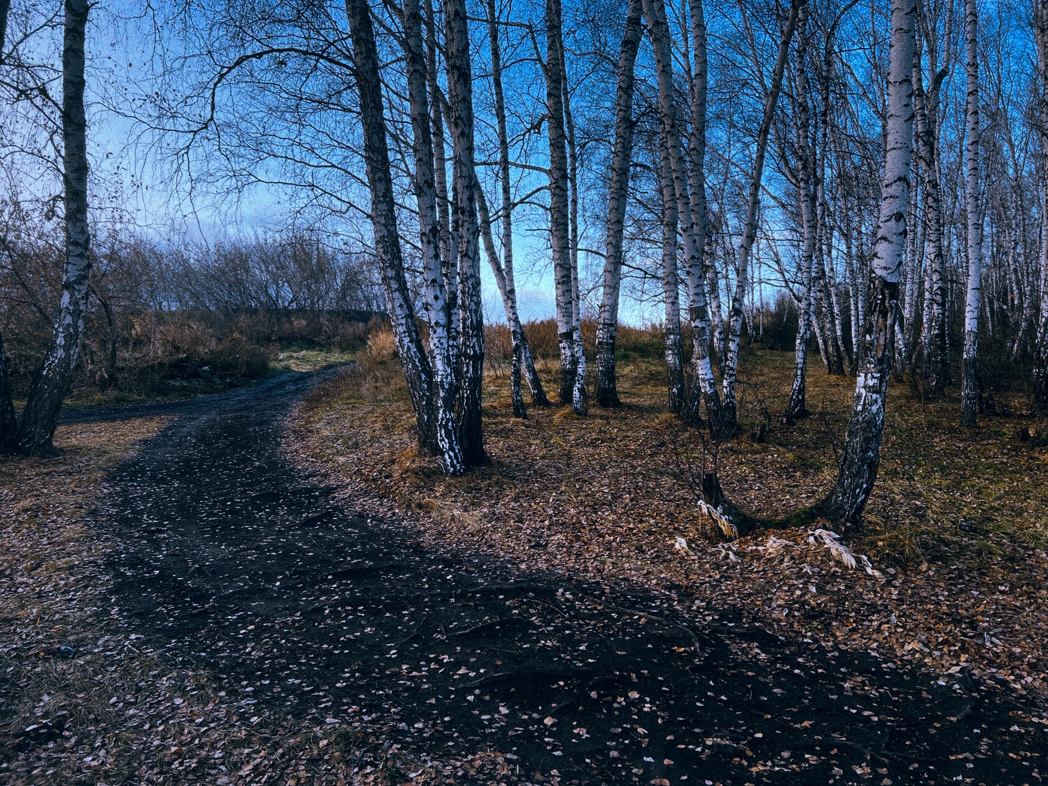 Late autumn aesthetics… - My, Autumn, Nature, Landscape, Longpost