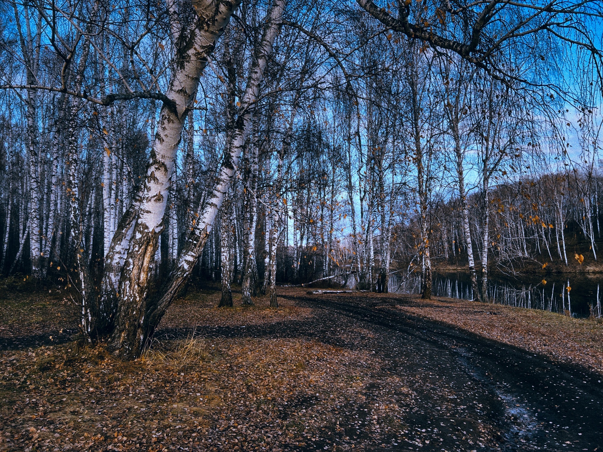 Late autumn aesthetics… - My, Autumn, Nature, Landscape, Longpost