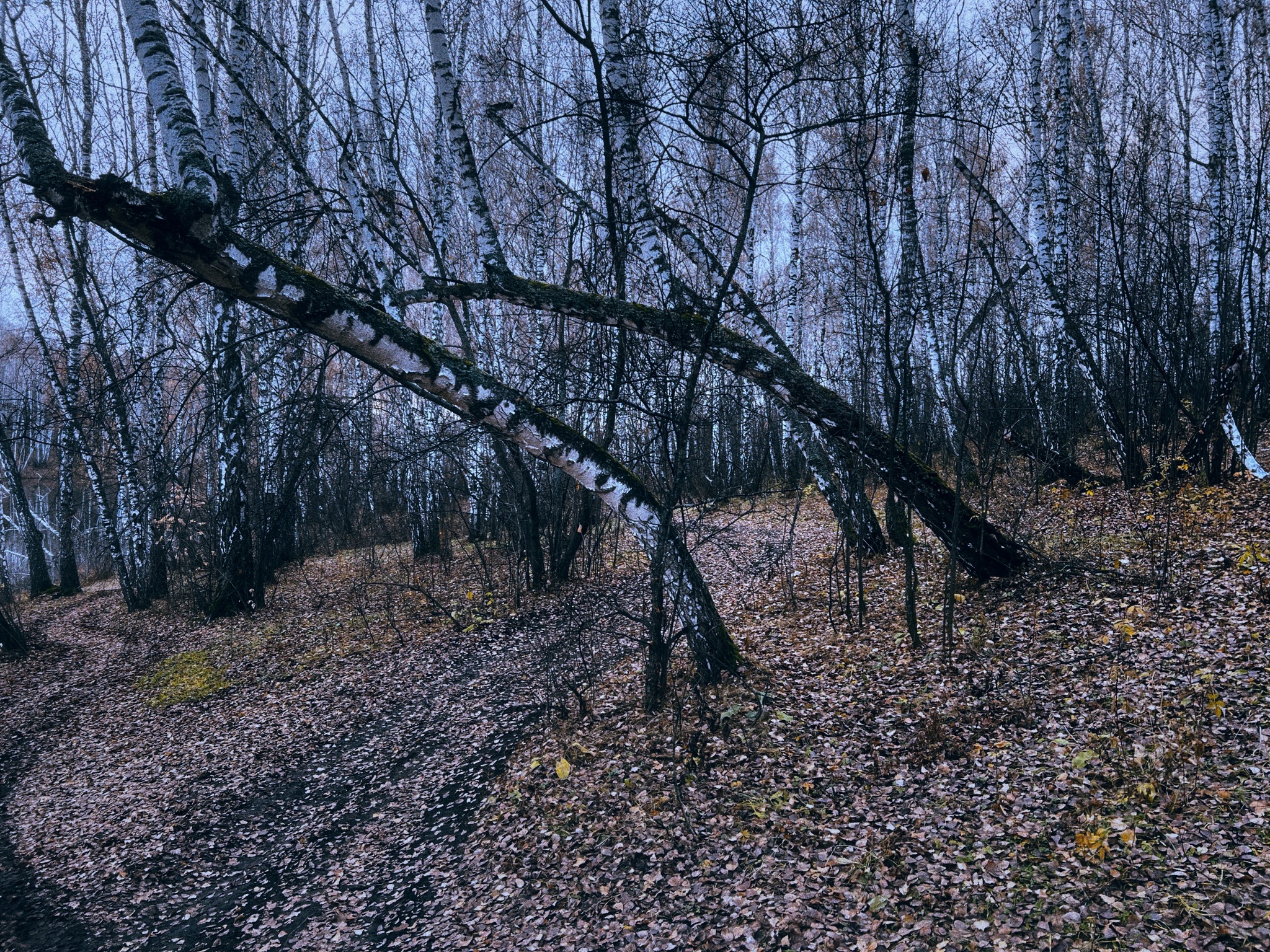 Late autumn aesthetics… - My, Autumn, Nature, Landscape, Longpost