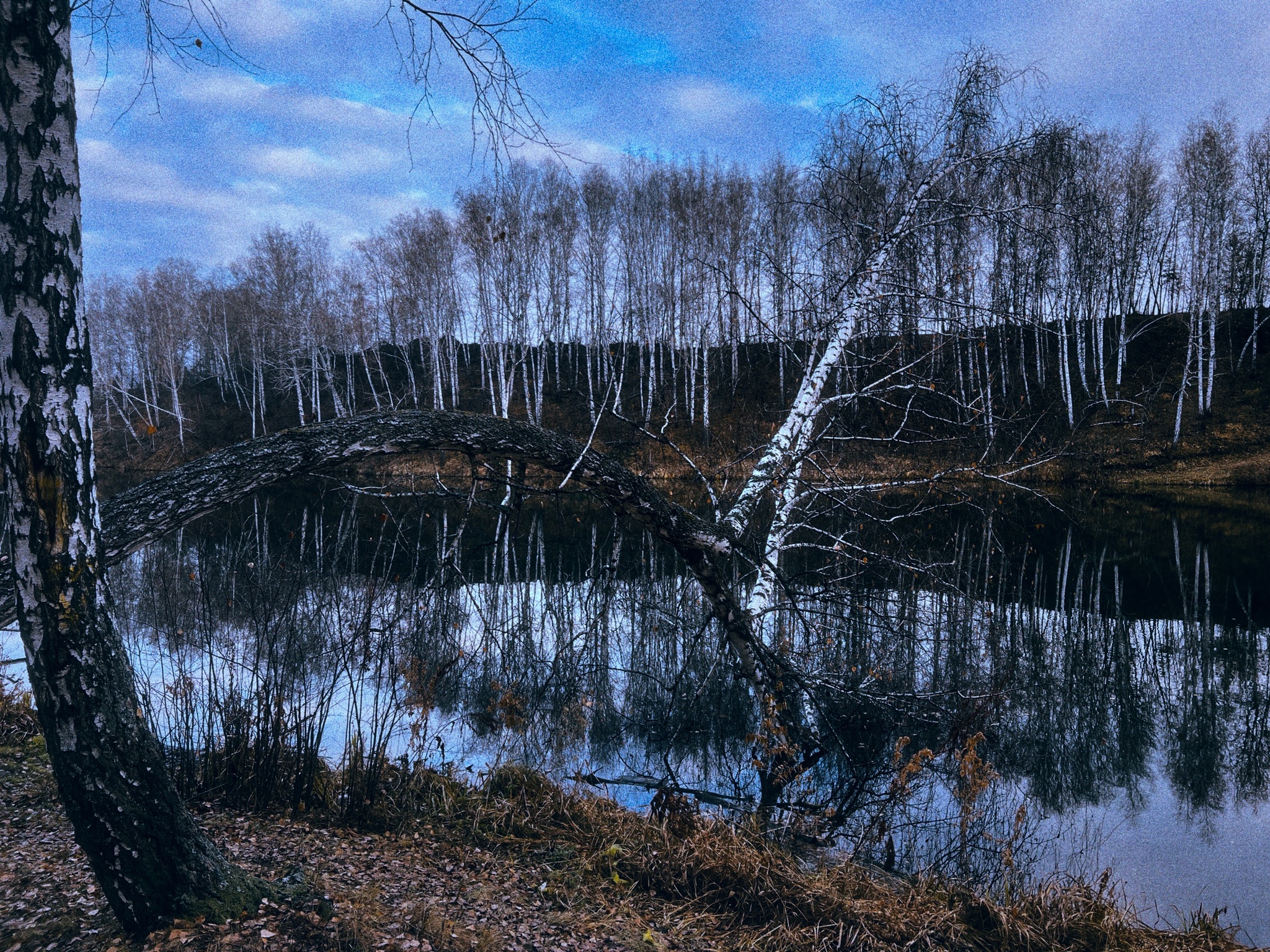 Late autumn aesthetics… - My, Autumn, Nature, Landscape, Longpost