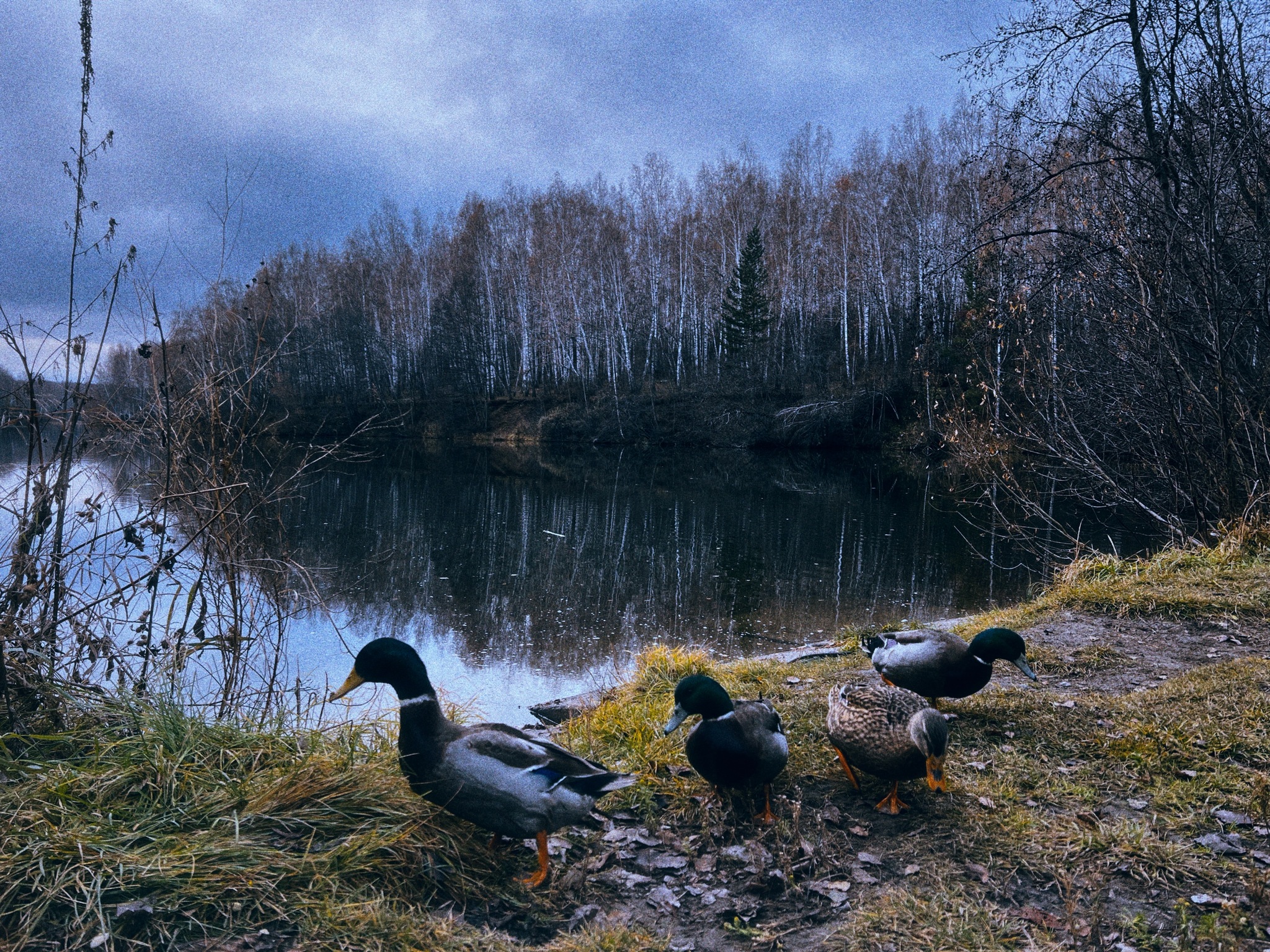 Late autumn aesthetics… - My, Autumn, Nature, Landscape, Longpost