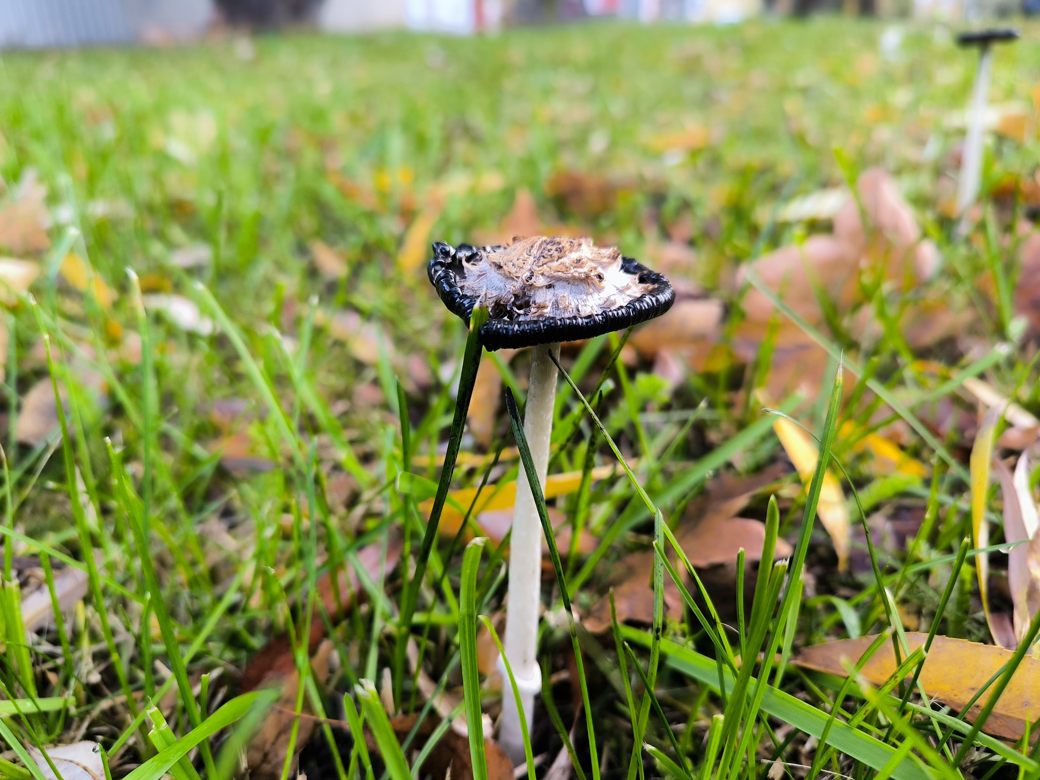 Briefly about mushrooms of the Kaliningrad region - My, Mushrooms, Mushroom pickers, Kaliningrad, City walk, Autumn, Mobile photography, The park, Walk, Street photography, Photo on sneaker, Longpost