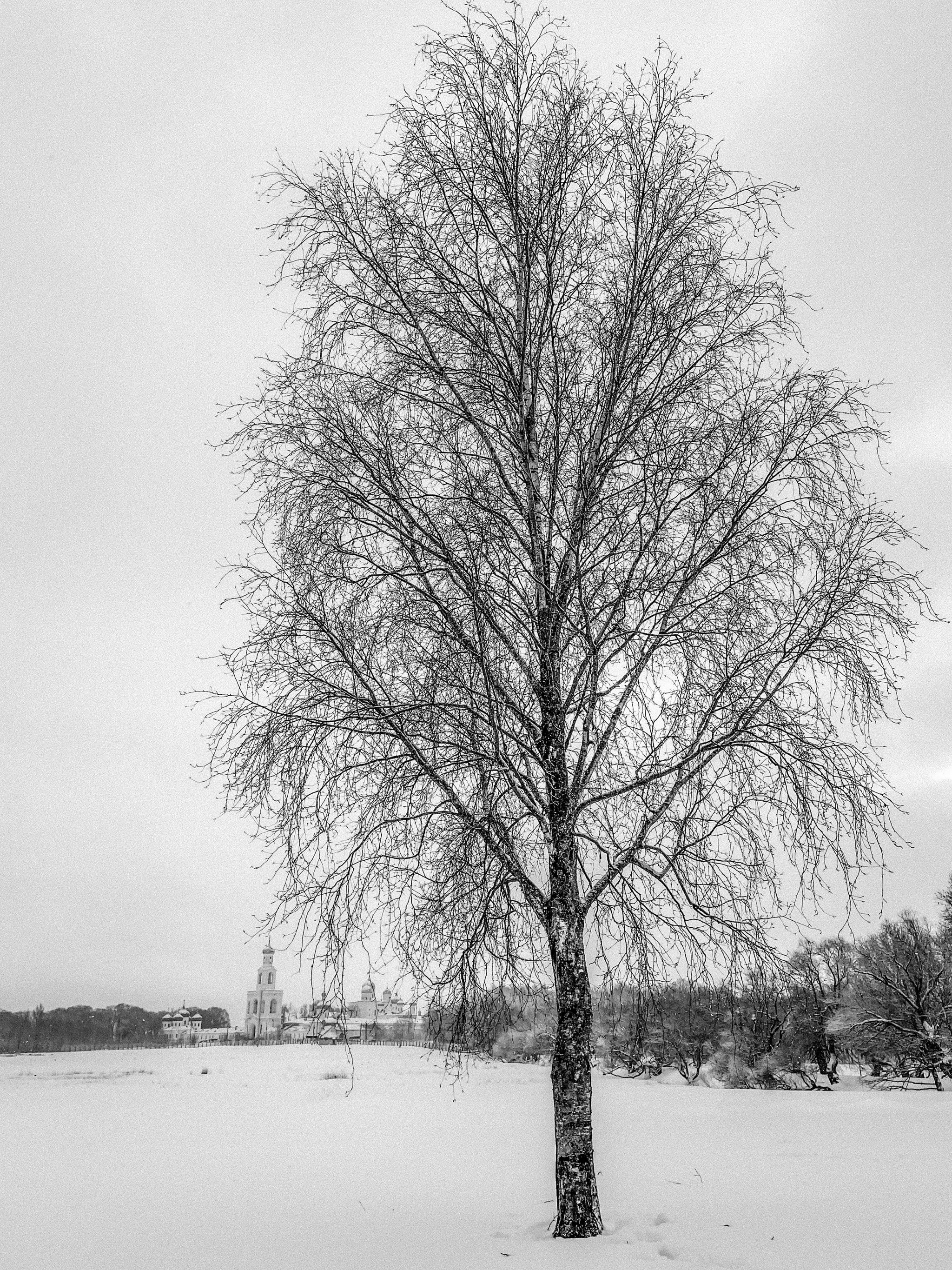 И стоит береза в сонной тишине - Моё, Фотография, Березы, Великий Новгород