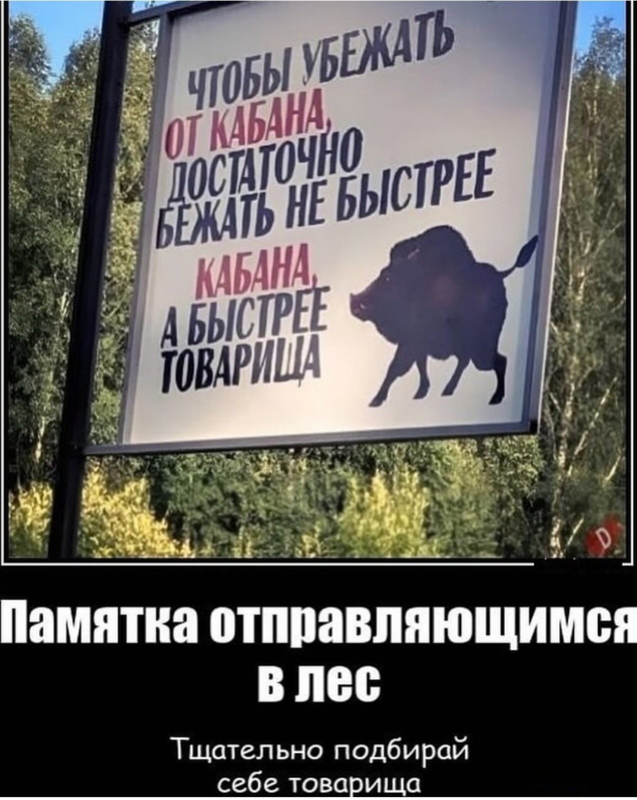 Тщательно подбирай товарища - Кабан, Товарищество, Дружба, Юмор, Подписки, Картинка с текстом