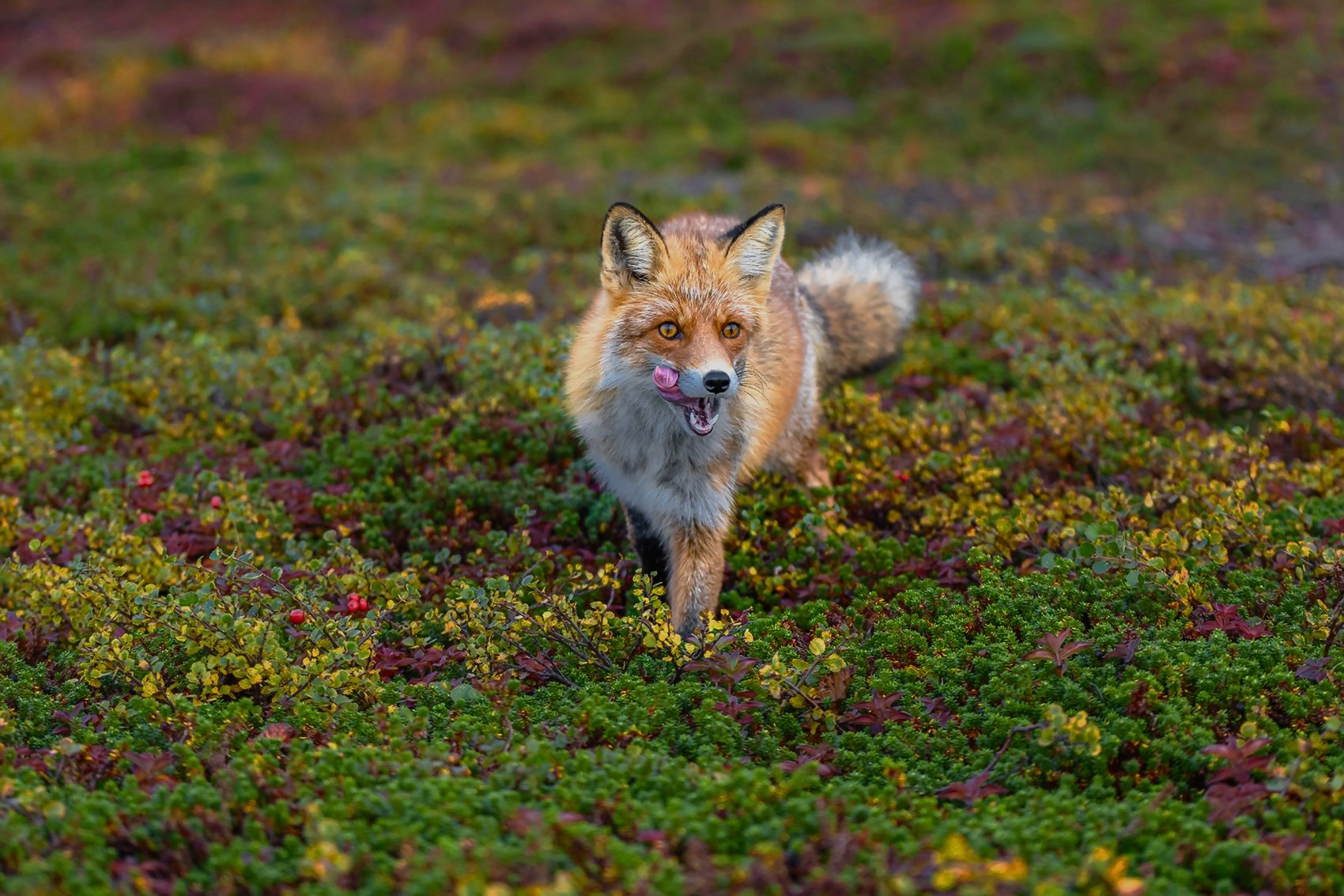 Fox in the tundra! - Fox, The photo, Tundra, Wild animals, wildlife, Canines, Predatory animals