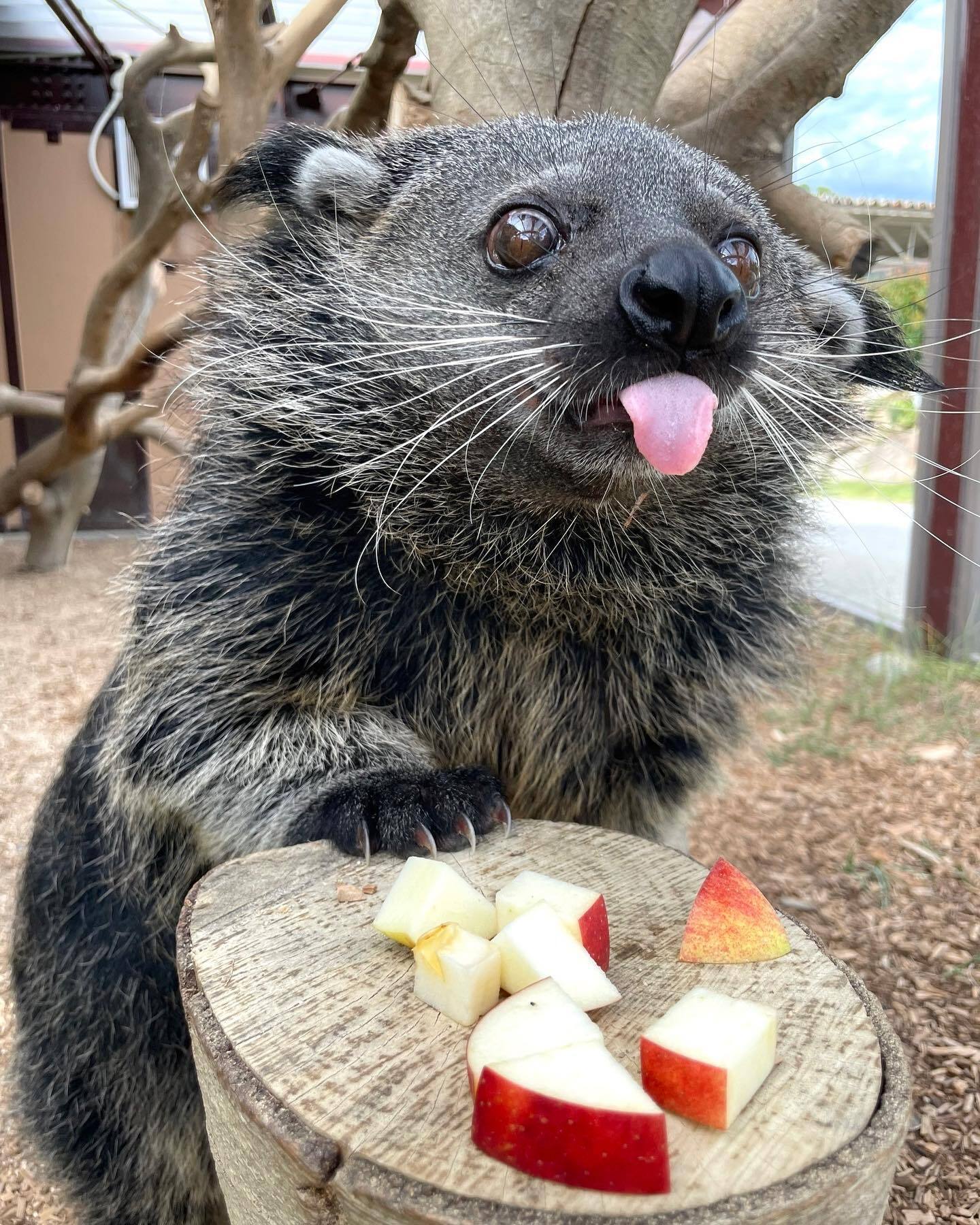 I have an apple and you don't. - Binturong, Wyvernaceae, Predatory animals, Wild animals, Zoo, Apples, Language, The photo