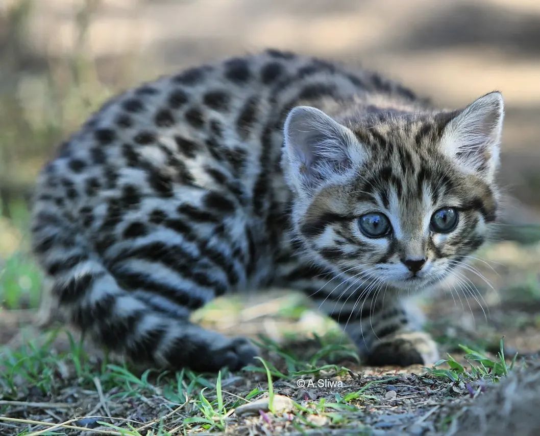 Six week old black footed cat kitten - Young, Black-footed cat, Small cats, Cat family, Predatory animals, Wild animals, wildlife, South Africa, The photo