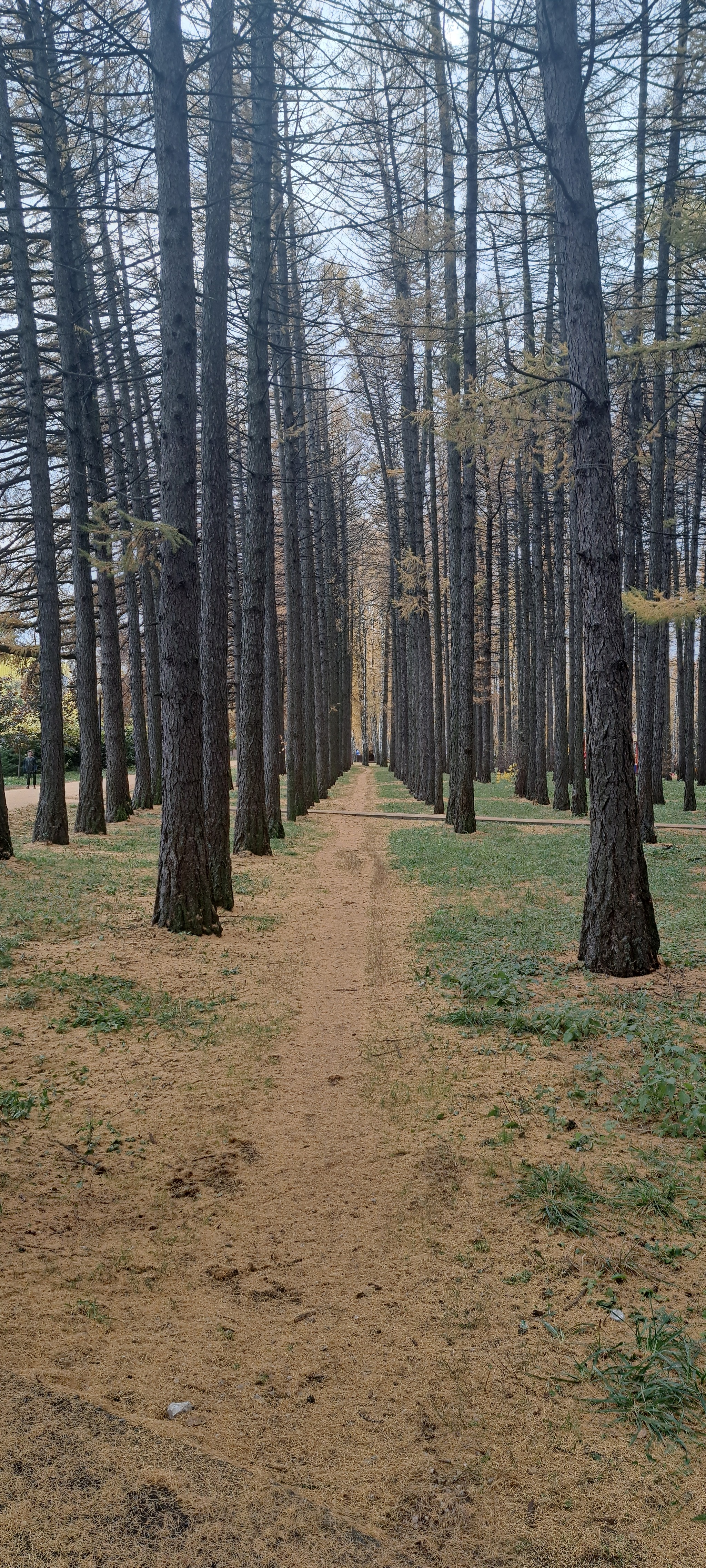 Path - My, Mobile photography, The photo, The park, Autumn, Photo on sneaker, Longpost