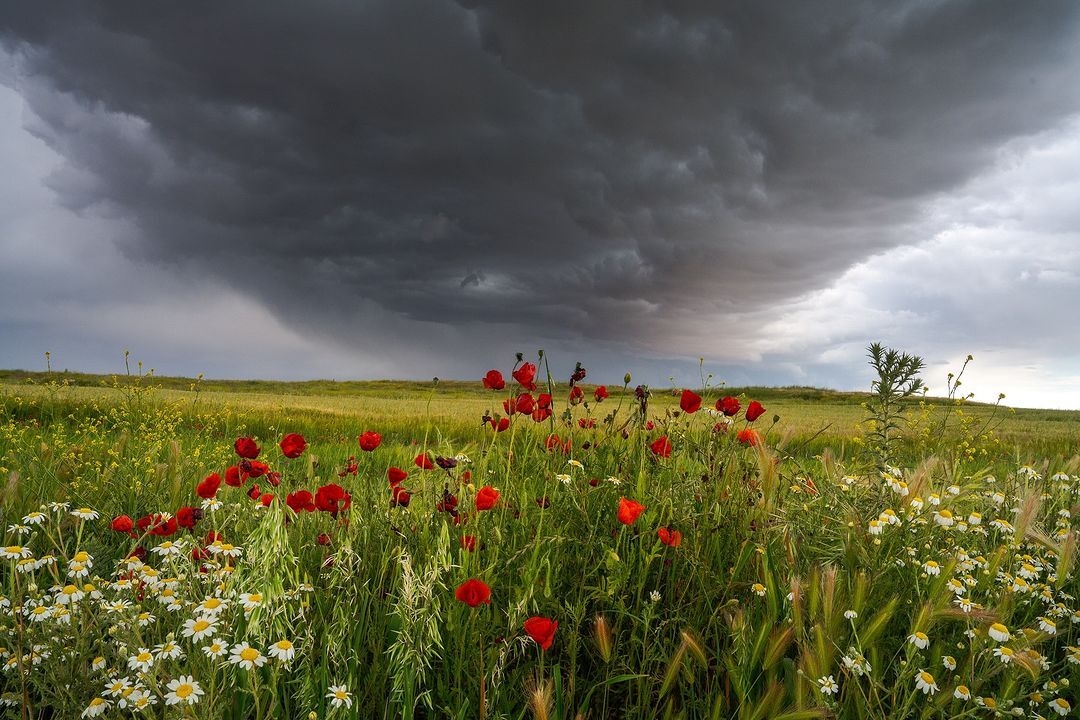 Весенняя гроза в Ла-Манче - Цветы, Растения, Дикая природа, Испания, Тучи, Гроза, Фотография