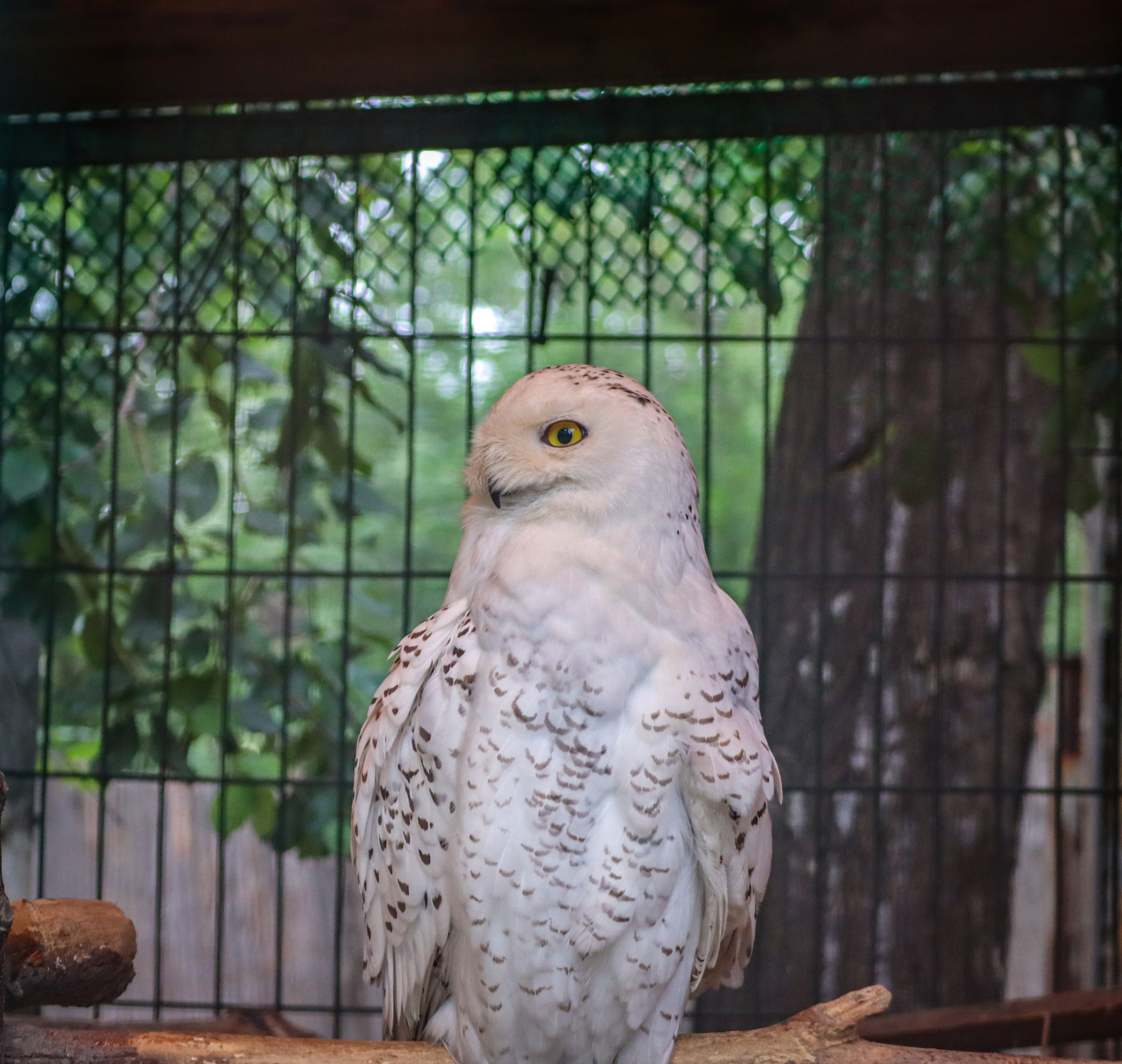 Feathered cuteness - My, Owl, Polar owl, Zoo, Animals, Birds, Travels, Vacation, Дальний Восток, Vladivostok, Primorsky Krai, The photo, Longpost