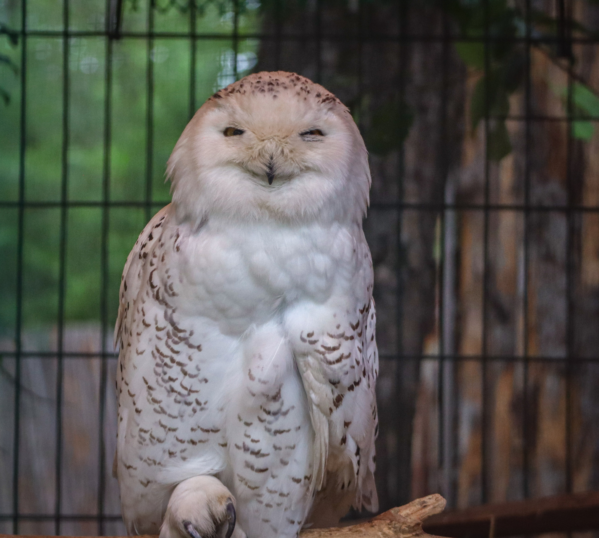 Feathered cuteness - My, Owl, Polar owl, Zoo, Animals, Birds, Travels, Vacation, Дальний Восток, Vladivostok, Primorsky Krai, The photo, Longpost