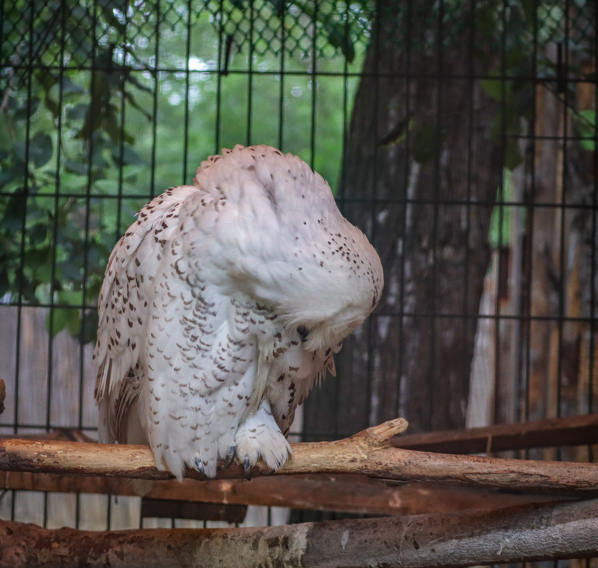 Feathered cuteness - My, Owl, Polar owl, Zoo, Animals, Birds, Travels, Vacation, Дальний Восток, Vladivostok, Primorsky Krai, The photo, Longpost