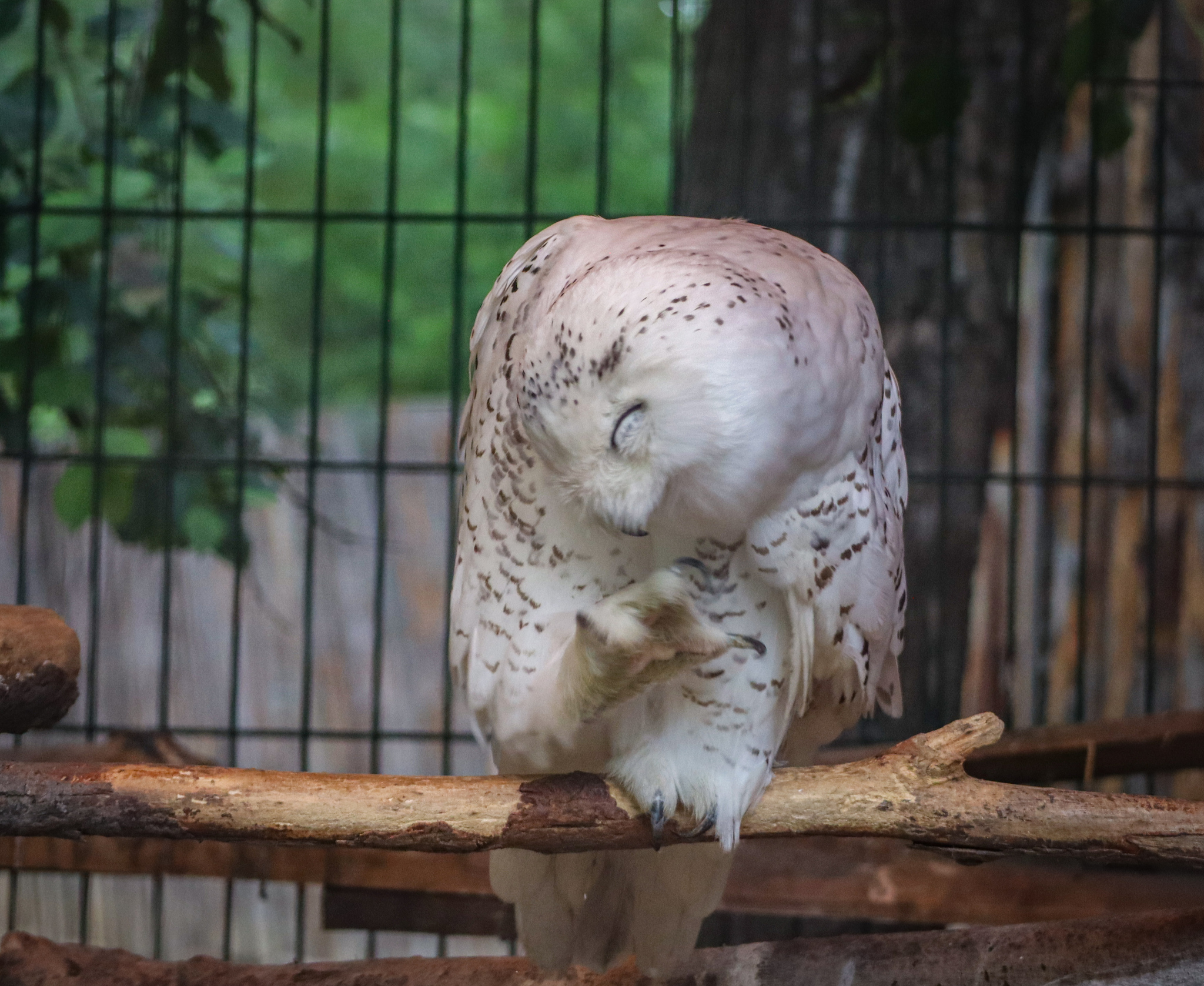 Feathered cuteness - My, Owl, Polar owl, Zoo, Animals, Birds, Travels, Vacation, Дальний Восток, Vladivostok, Primorsky Krai, The photo, Longpost