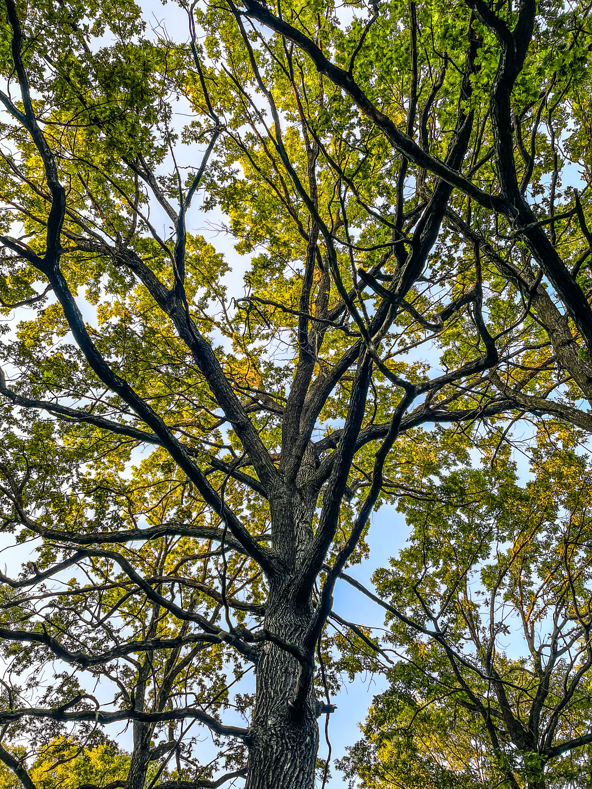 As at our gates, a miracle tree grows - My, The photo, Tree, Work, MOMENT, Summer