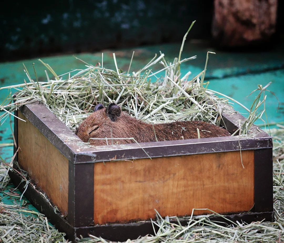 In a gift box :3 - Wild animals, Zoo, Capybara, Rodents, Young, Hay